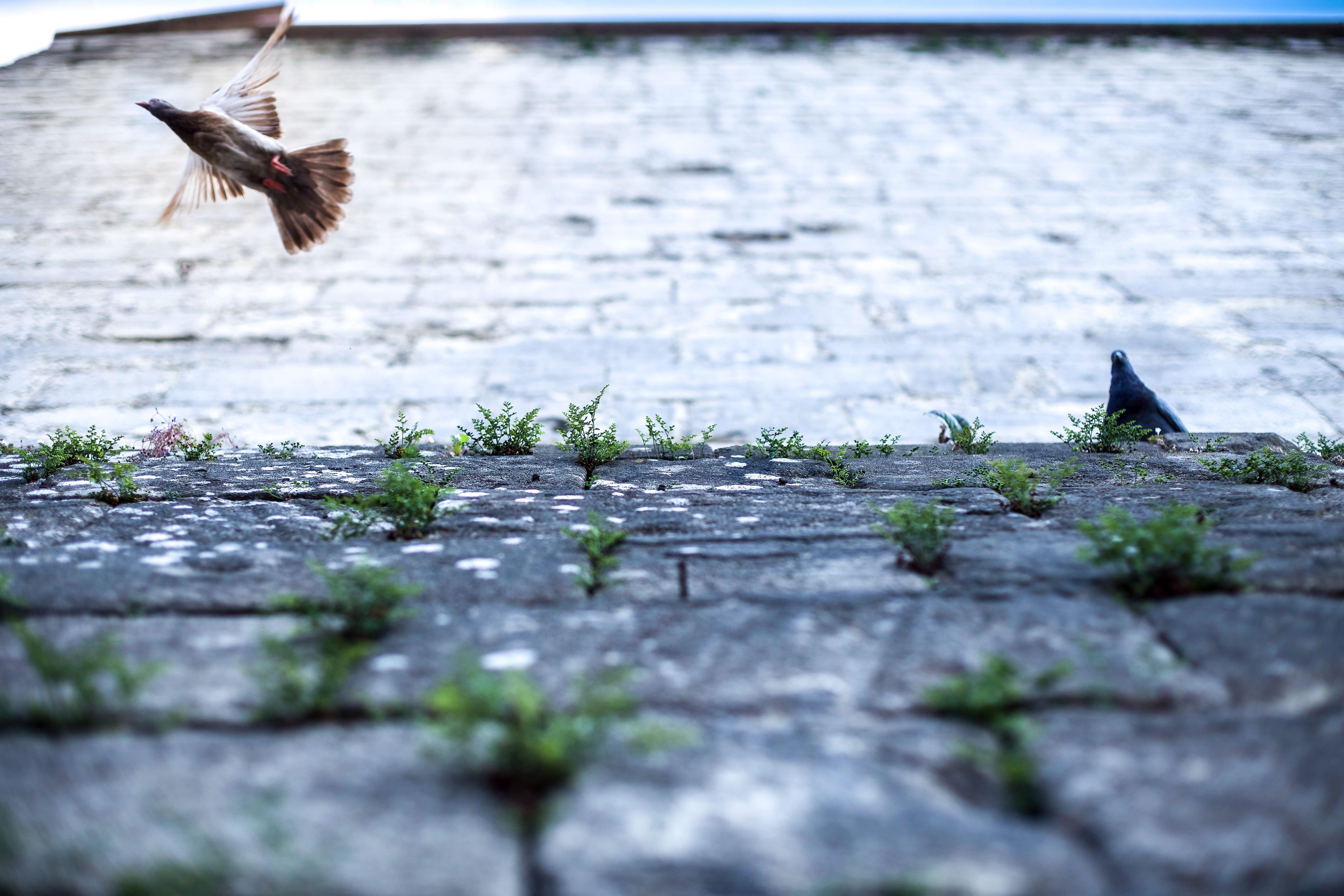 alas, 5K, wing, water, budapesta, monuments, animals in the wild, vertebrate, no people, nice shots, motion, nice pictures, wings, animal, flying, HD Wallpaper