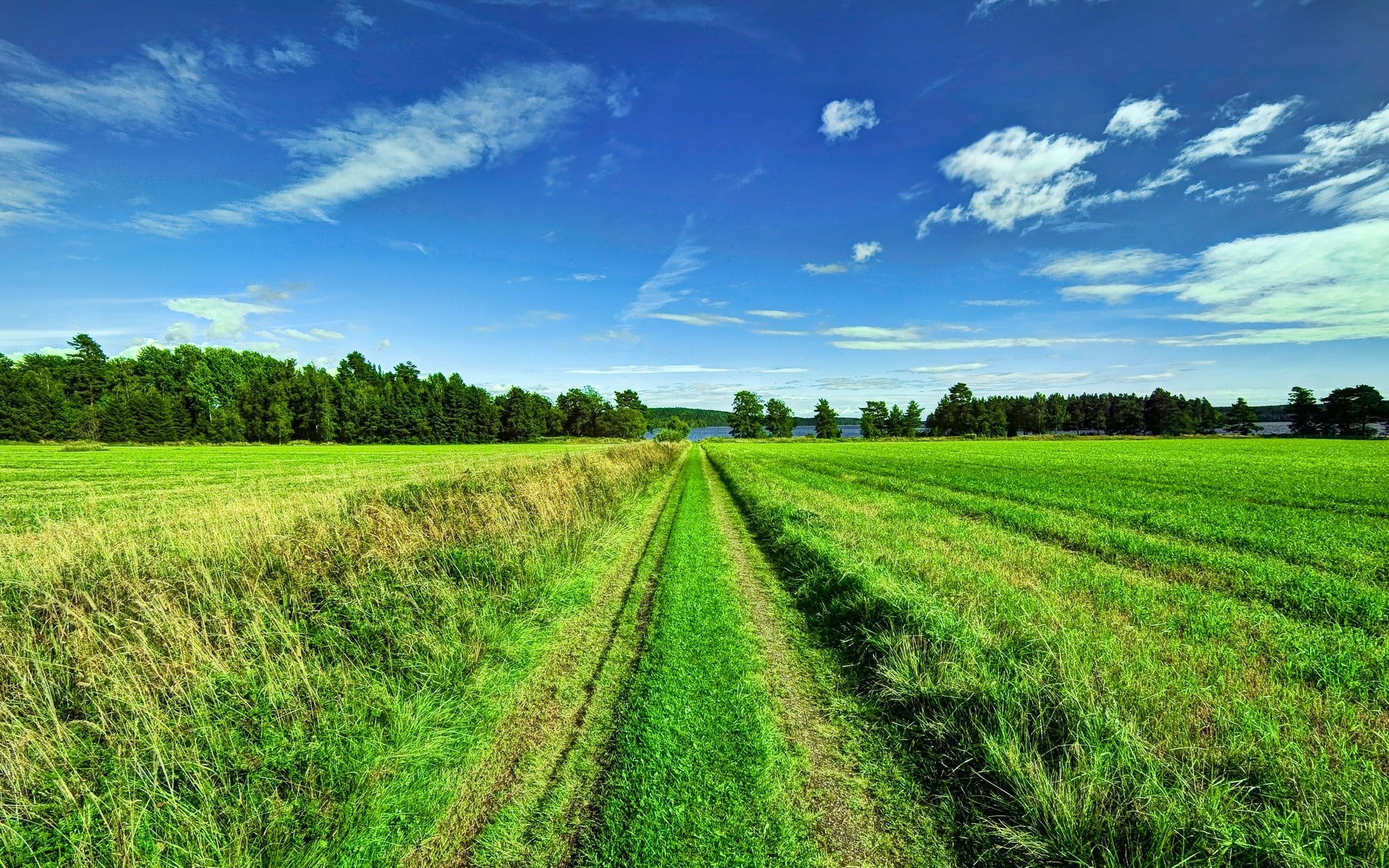 Beautiful, Scenery, green, Fields, 1080P, Clouds, field, Road, rice, Trees, Sky, HD Wallpaper