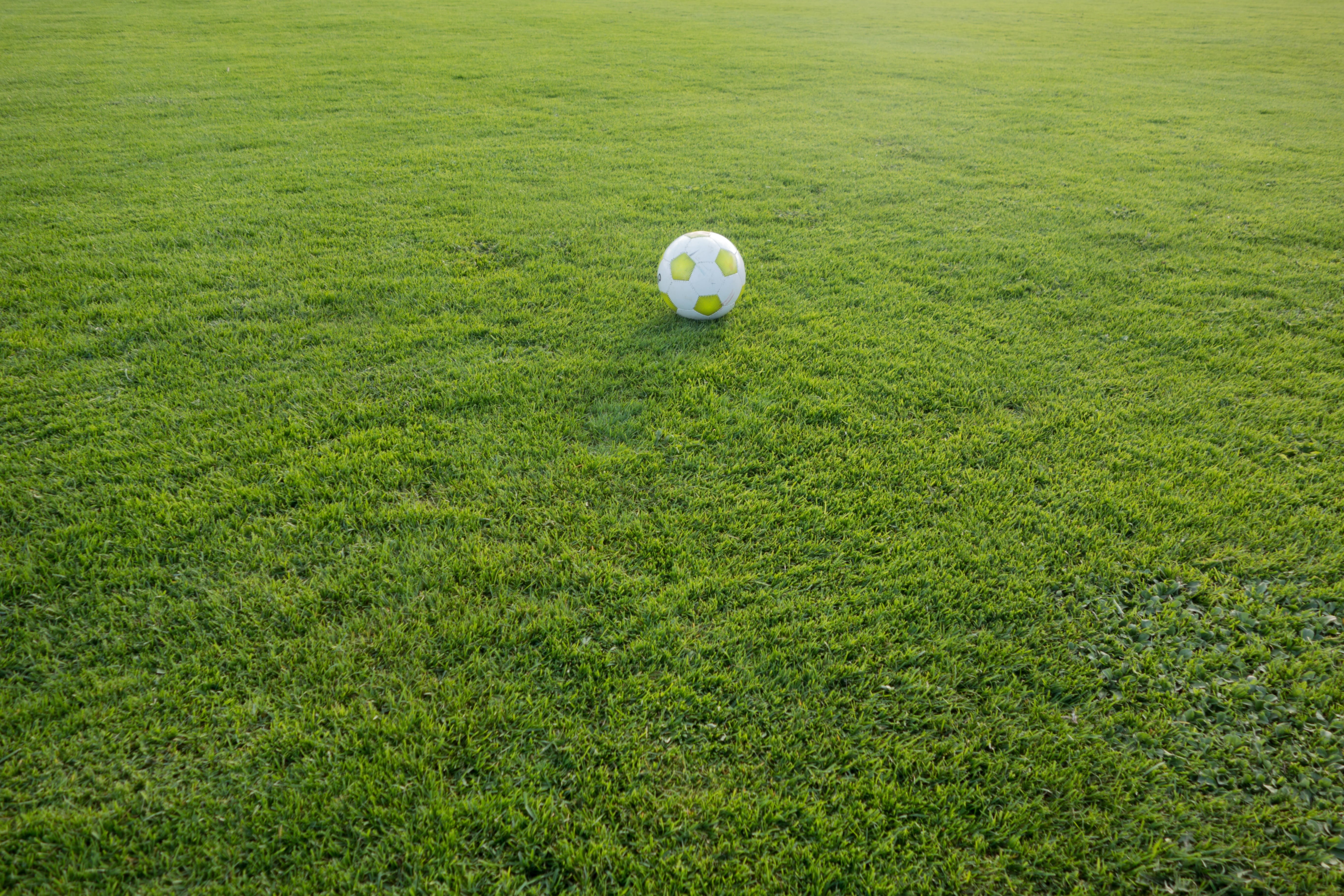 volleyball, green - golf course, rush, plant, white, activity, ball sports, playing field, sphere, world championship, nature, land, leisure activity, grass, HD Wallpaper
