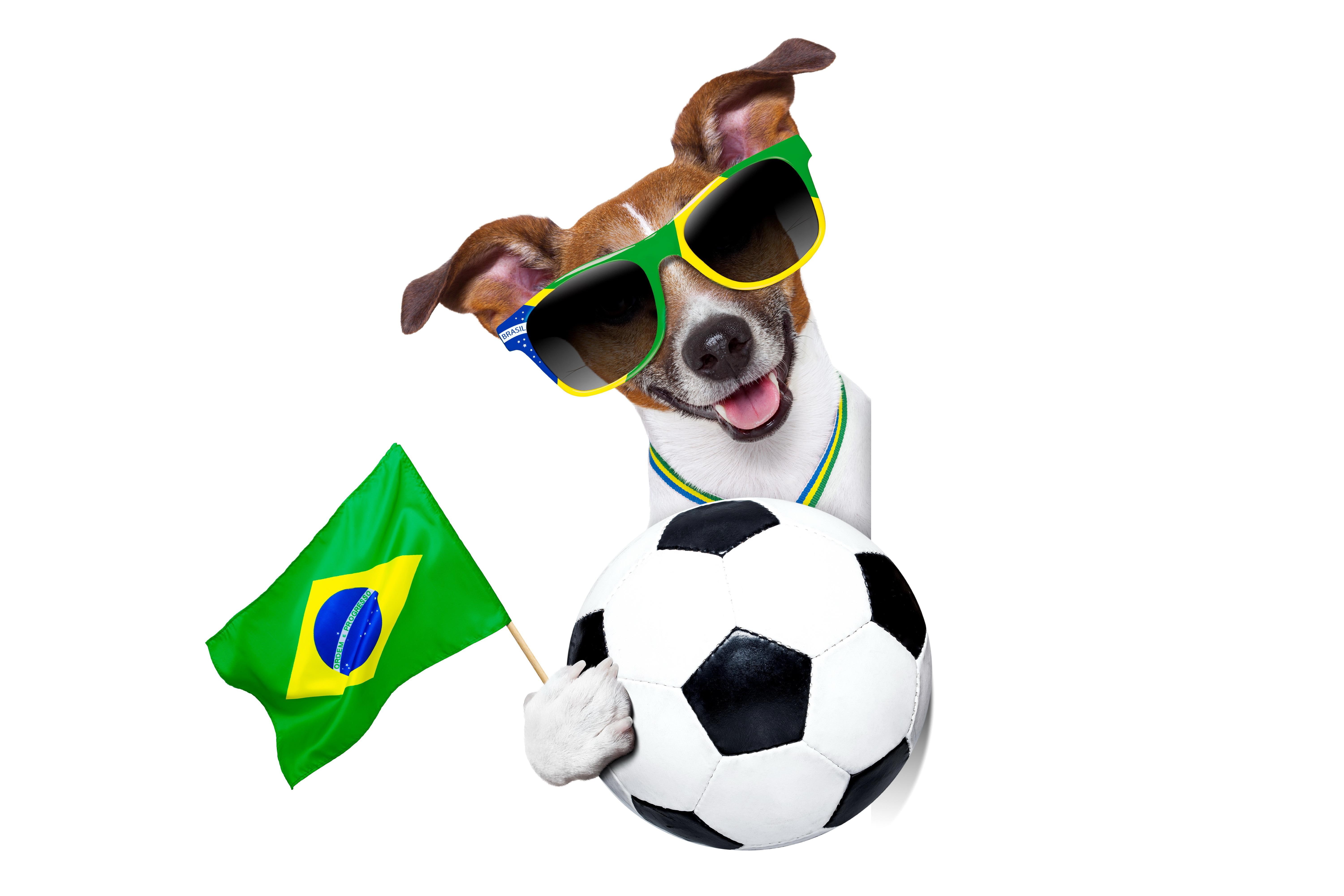 fifa world cup, brazil, world, cup, white, black, 2014, ball, 5K, fifa, dog, soccer, HD Wallpaper