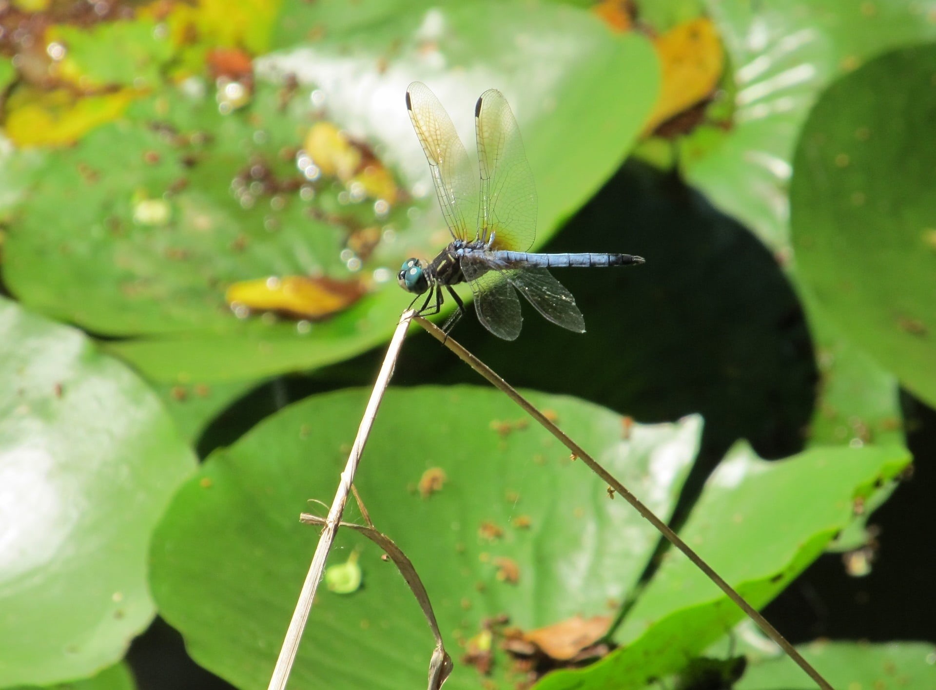 wings, blue-eyed darner, green color, one animal, eye, animal themes, growth, no people, dragonfly, outdoors, plant part, animal wing, day, leaf, beauty in nature, HD Wallpaper