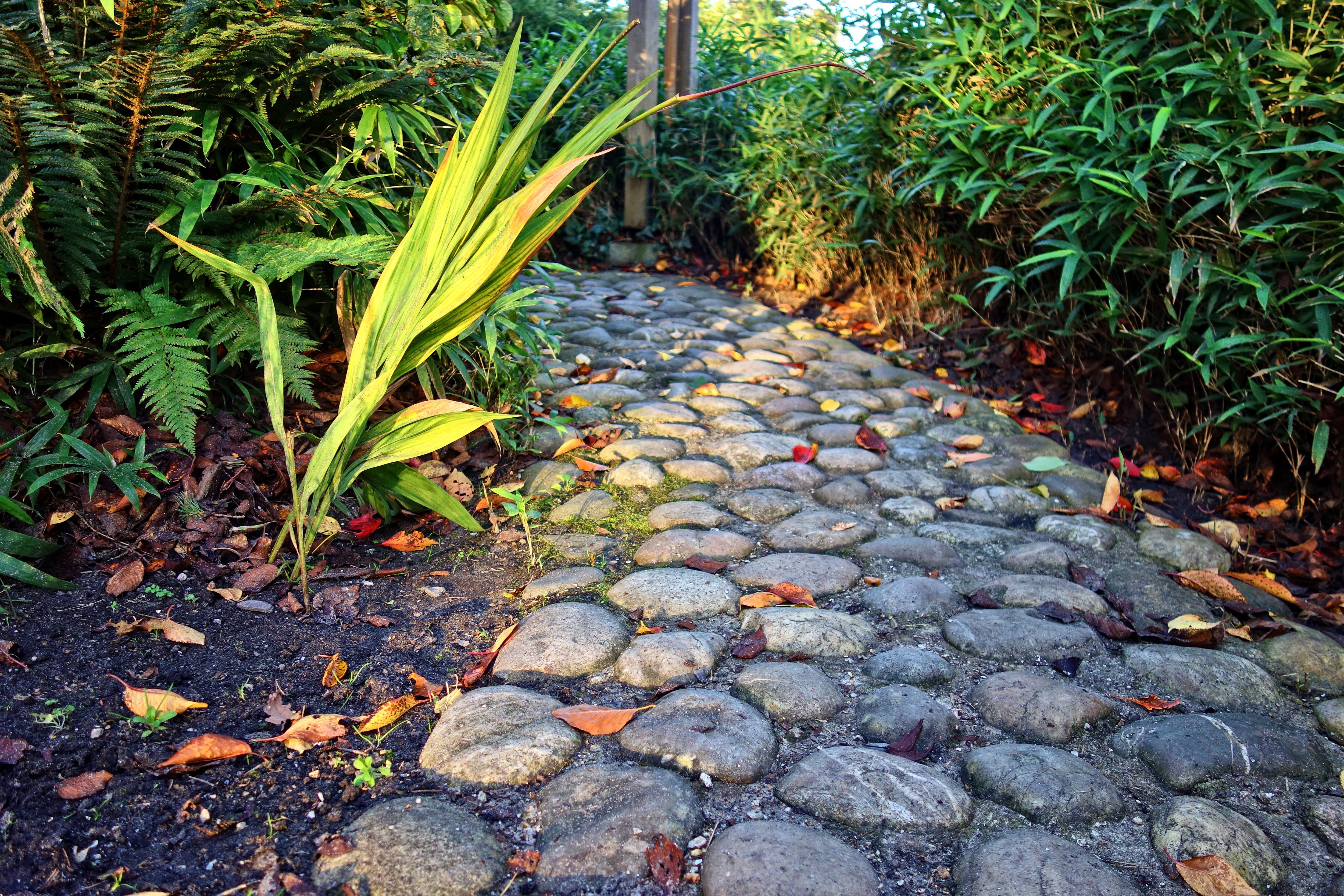 land, change, garden path, shrubs, direction, stone, plant, stone - object, cobblestone, field, beauty in nature, tranquility, footpath, 4K, plant part, HD Wallpaper
