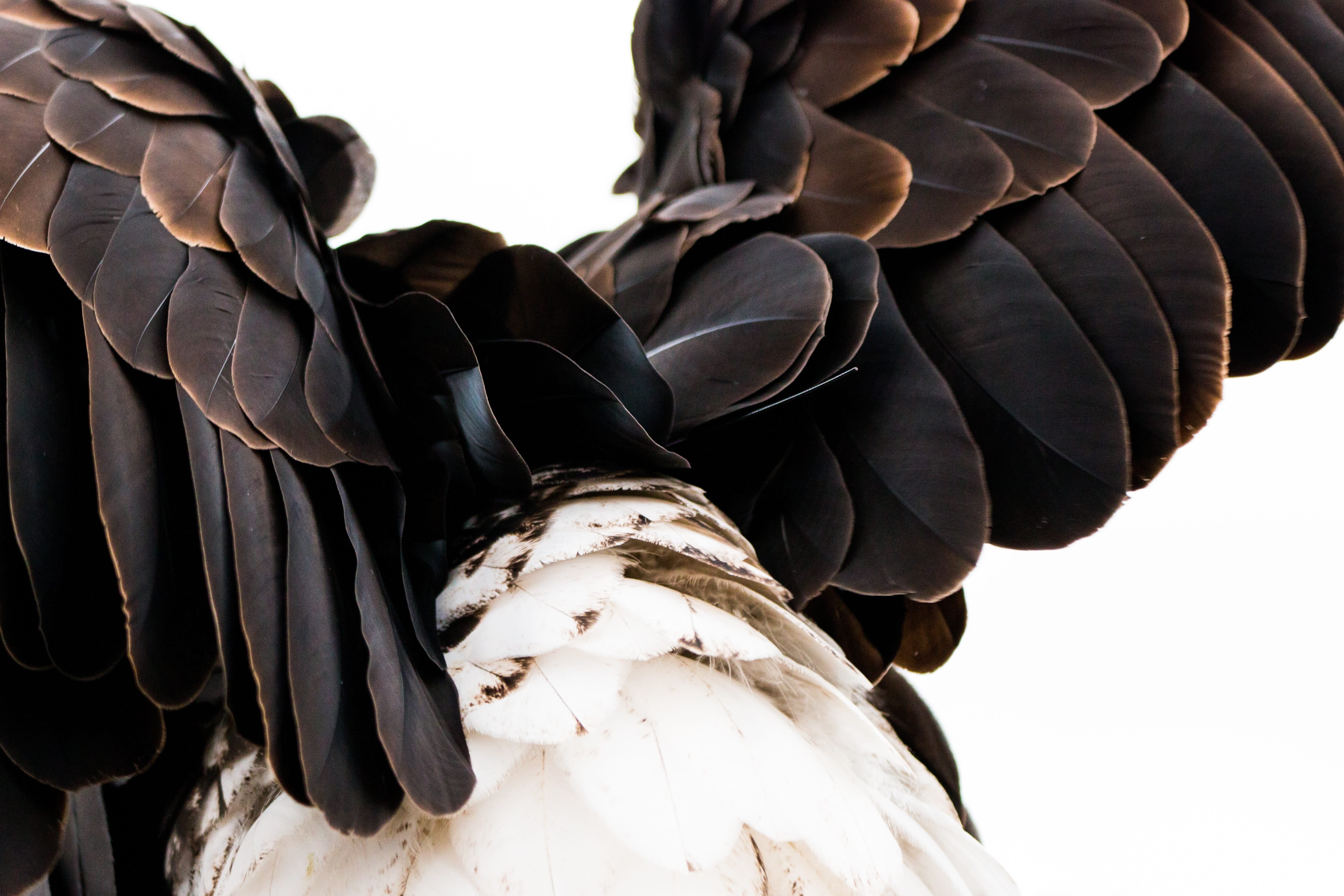 protective glove, human limb, heraldic animal, feather, people, majestic, limb, clothing, falconry, adult, black color, outdoors, plumage, sadek, bald eagle, HD Wallpaper