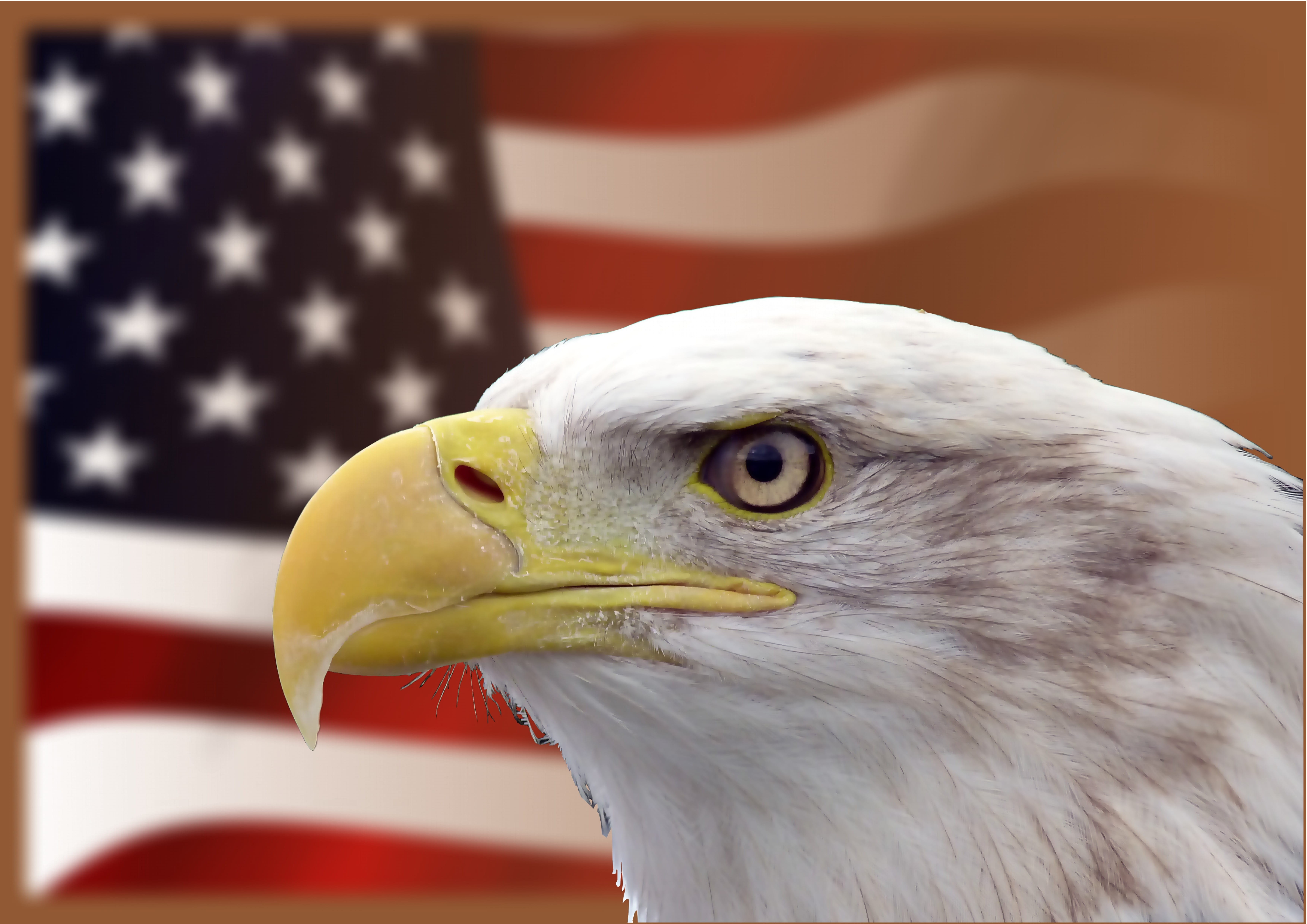 adler, democracy, no people, shallow, eagle, white tailed eagle, animal, national icon, american, national, animal body part, one animal, animal head, beak, HD Wallpaper