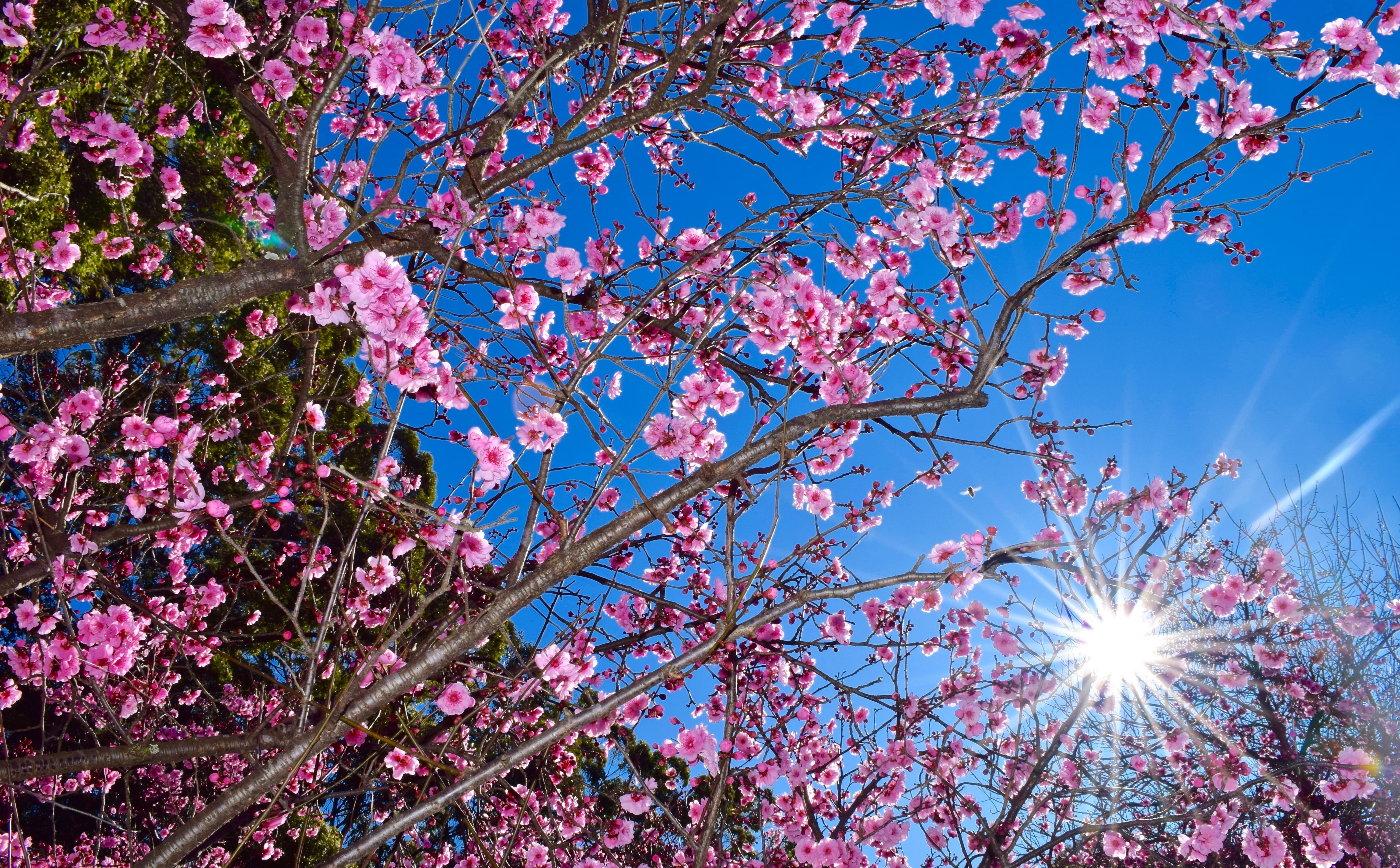 growth, cherry, Spring, outdoors, Tree, pink color, plant, Nature, day, bluesky, low angle view, cherry tree, Bright, cherryblossom, no people, vulnerability, HD Wallpaper