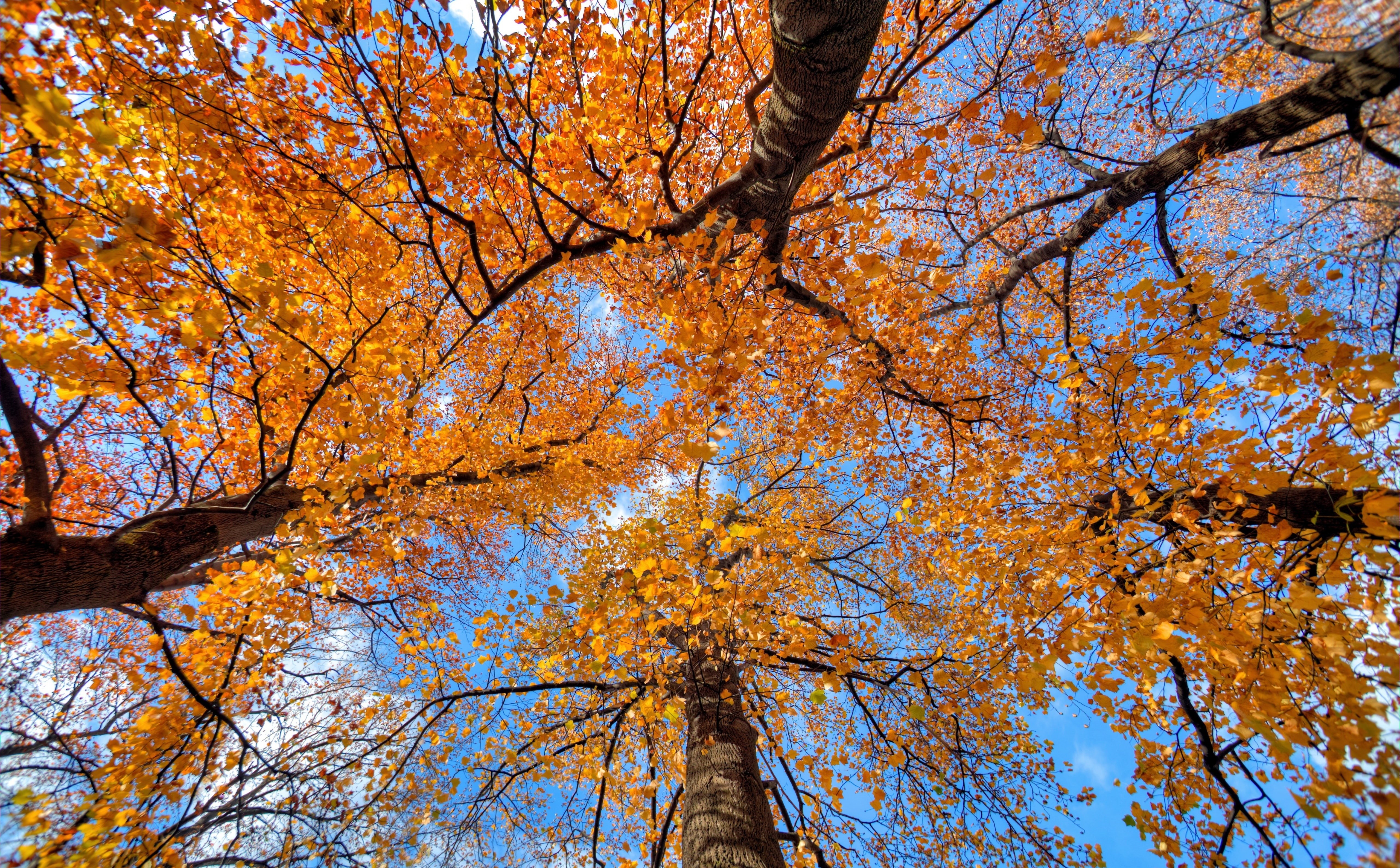 outdoors, plant, Maple, Seasons, orange color, Trees, natural condition, Golden, canon, tranquility, scenics - nature, morioka, snapseed, tree canopy, Yellow, HD Wallpaper