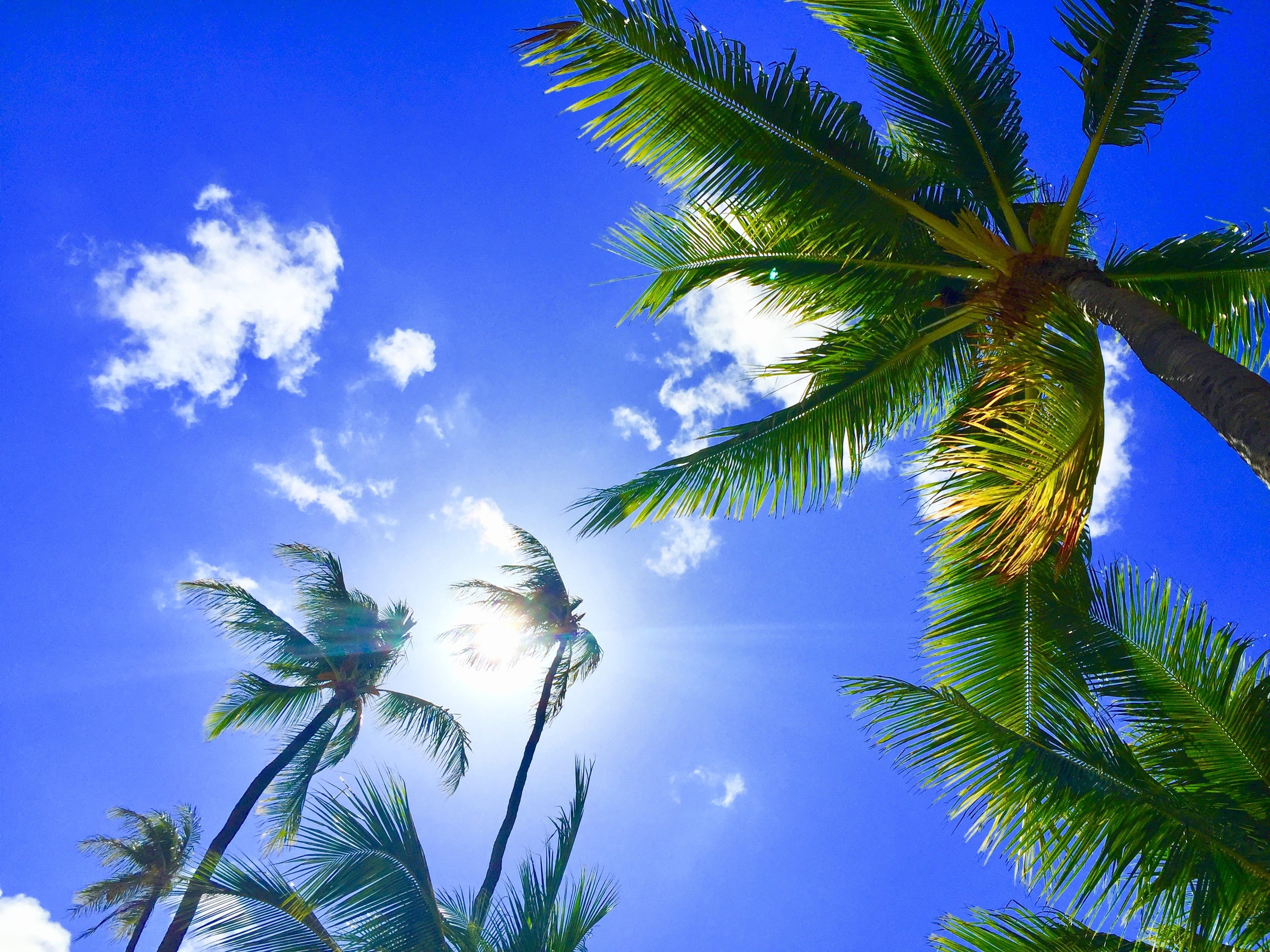 no people, bluesky, low angle view, foppery, palm leaf, coconut, low, tranquility, blue, sky, plant, palm tree, tropical tree, blue sky, resort hawaii, HD Wallpaper