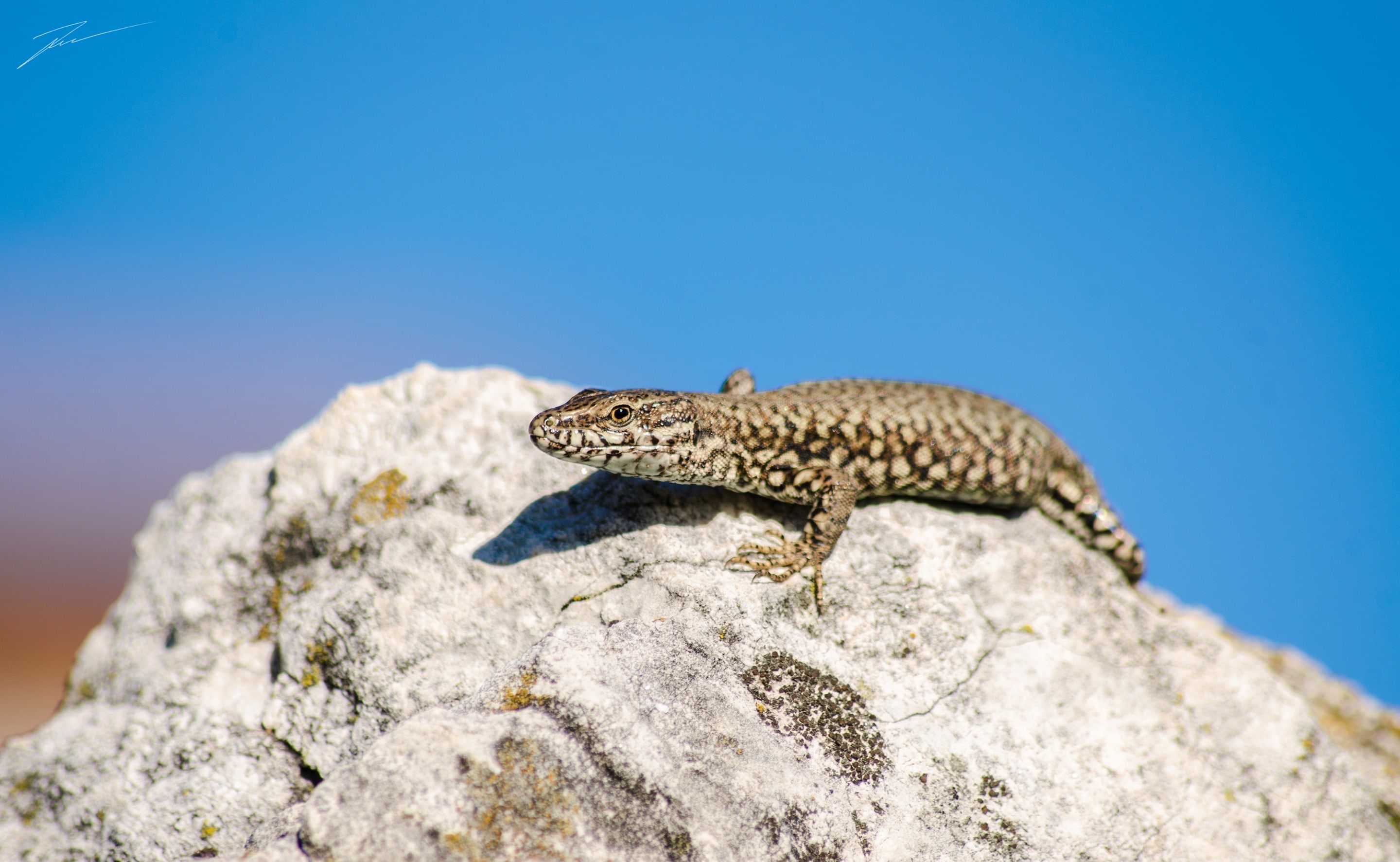 day, animals in the wild, outdoors, Reptiles and Frogs, close-up, animal themes, one animal, animal wildlife, Animals, bluesky, solid, Lizard, rock - object, HD Wallpaper