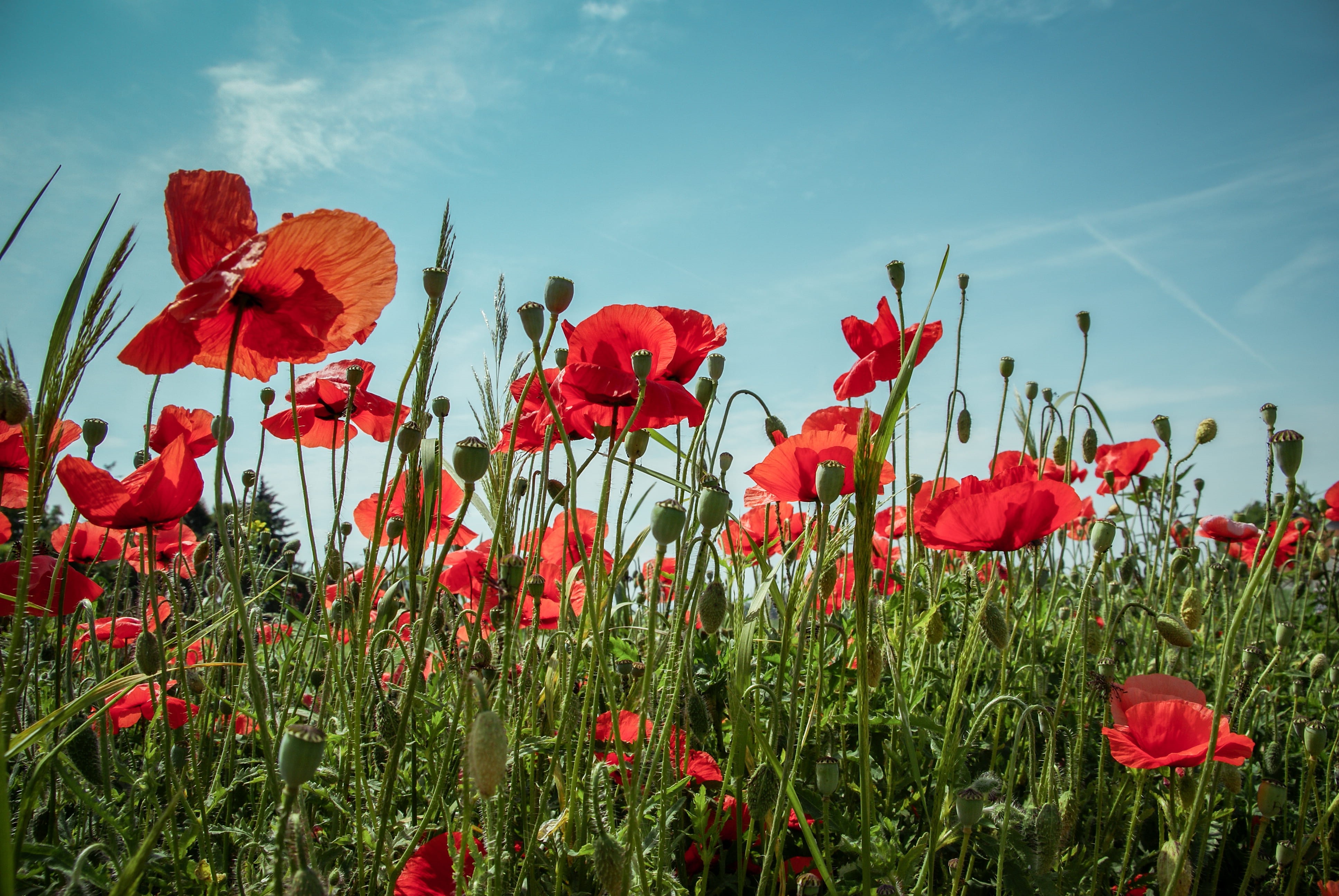 grass, freshness, cloud - sky, plant, petal, flower, flower head, 4K, poppy, blue sky, outdoors, vulnerability, no people, bluesky, beauty in nature, landscape, HD Wallpaper