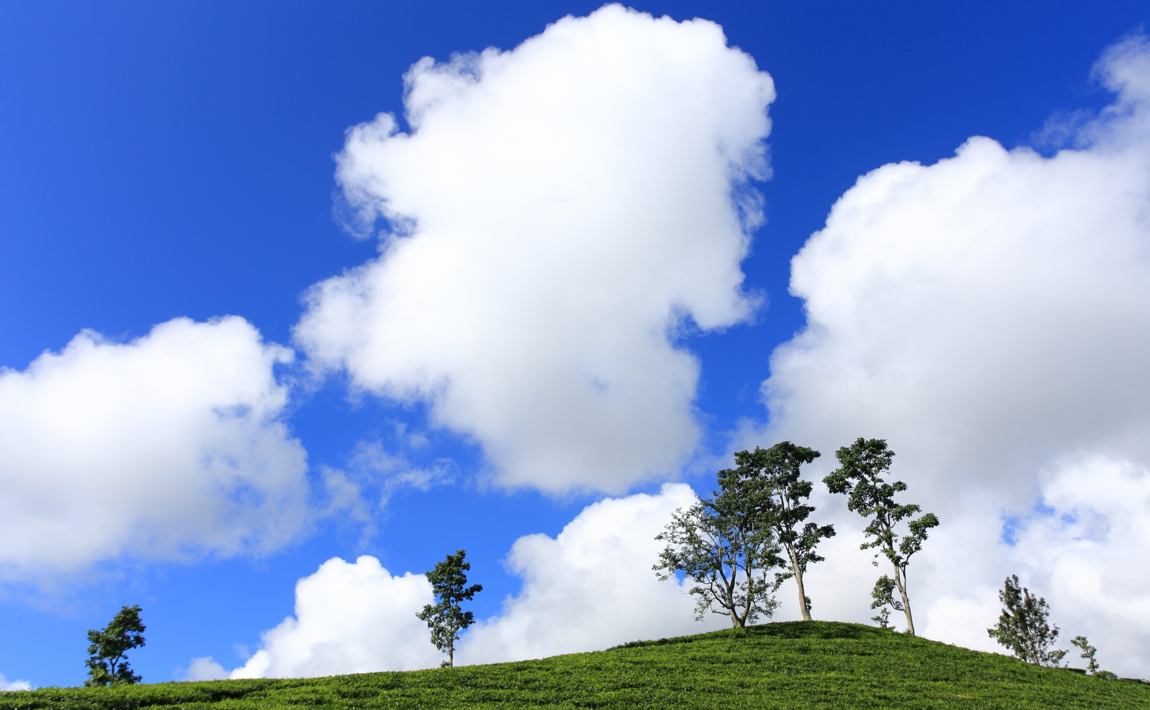green color, environment, White, Indonesia, tree, bandung, Puffy, Sun and Sky, white color, sky, Nature, plant, lembang, low angle view, tranquil scene, HD Wallpaper