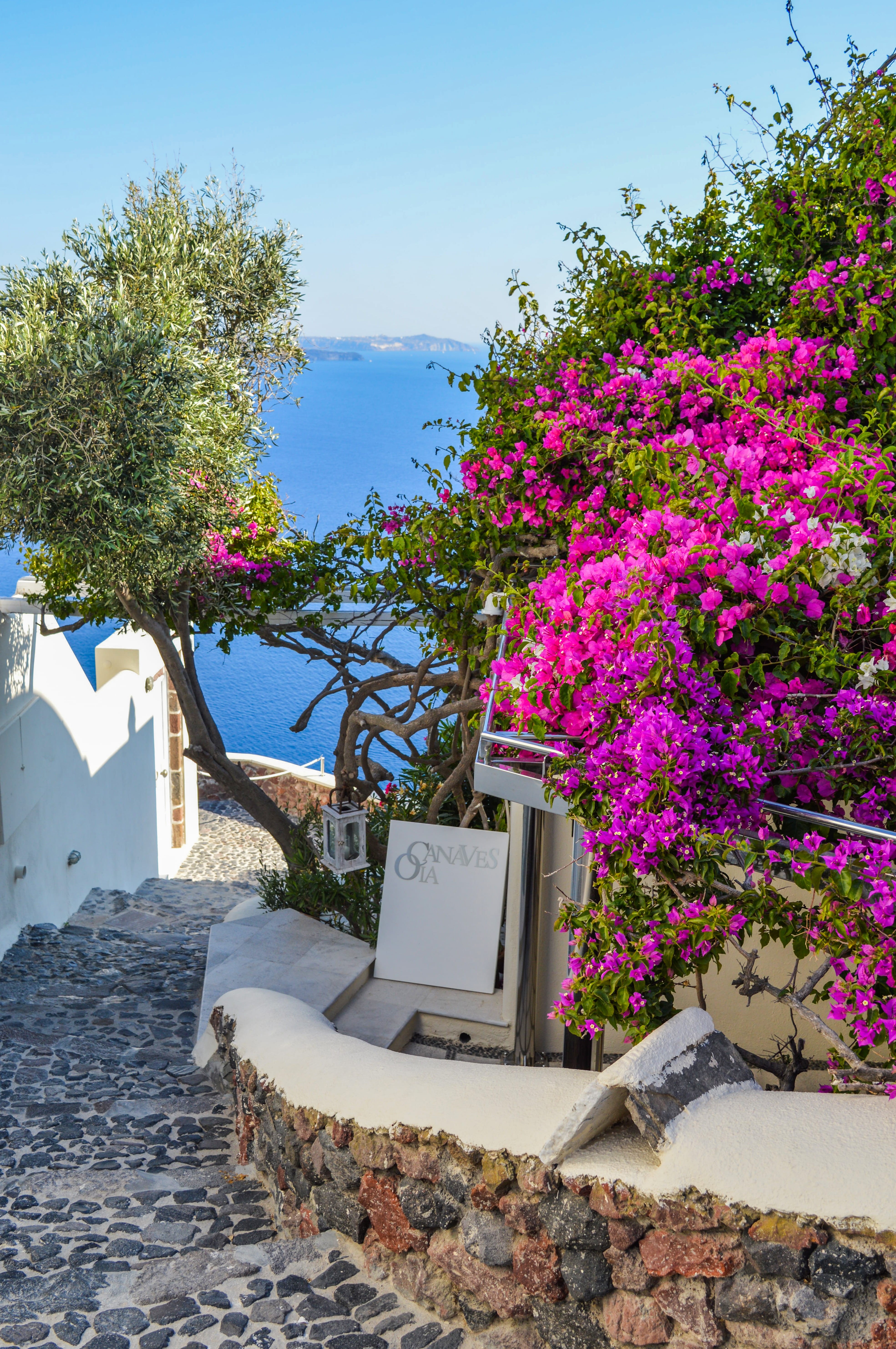 sunlight, fragility, 5K, entrance, flower, flowering plant, santorini, beside, outdoors, plant, greece, oia, growth, vulnerability, summer, garden, tree, Phone HD Wallpaper