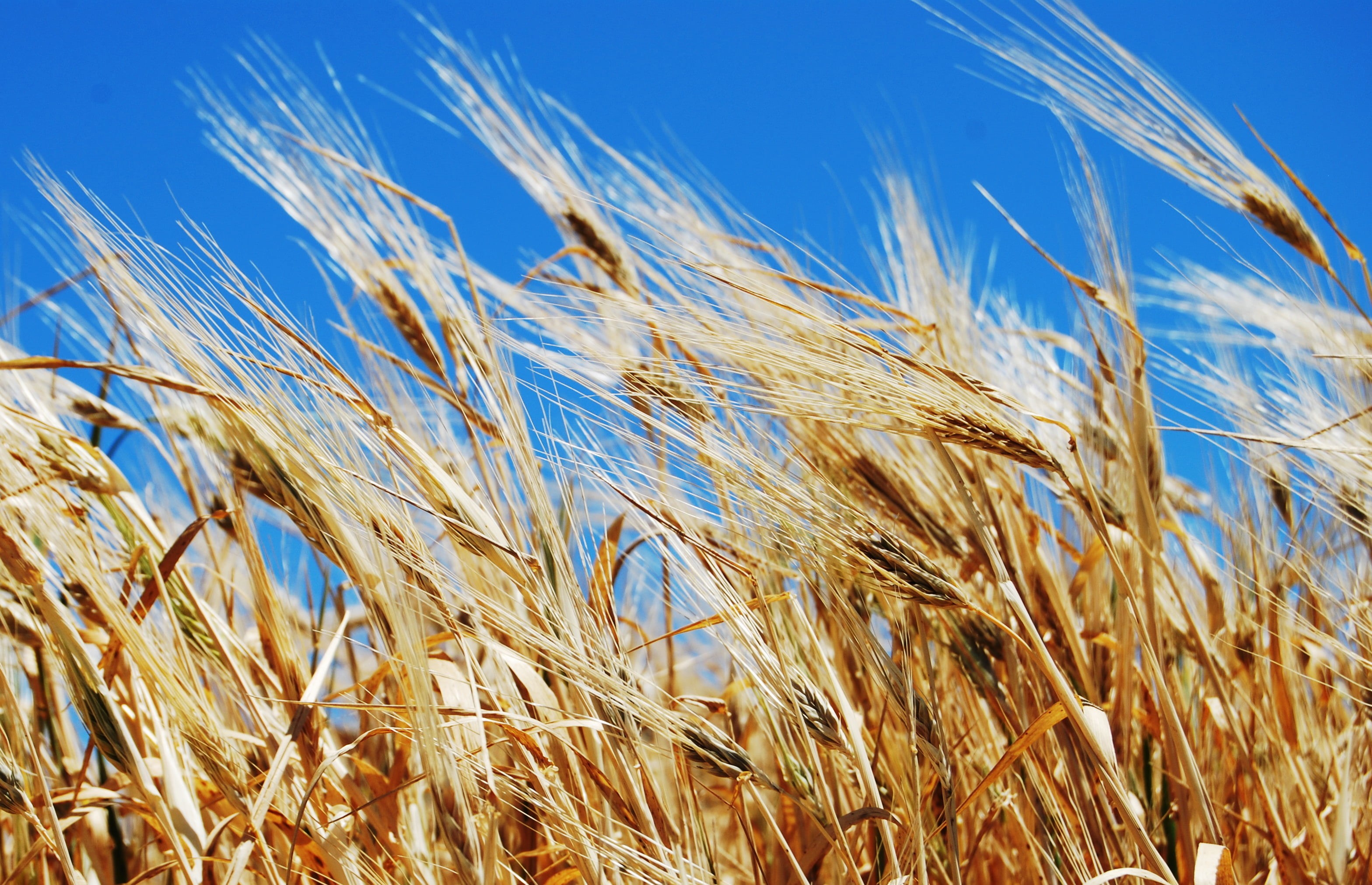 yellow, crop, photography, plant, wheat field, seed, Grains, agriculture, Mykonos, sky, ripe, summer, outdoors, blue, rural Scene, nature, mediterranean, HD Wallpaper