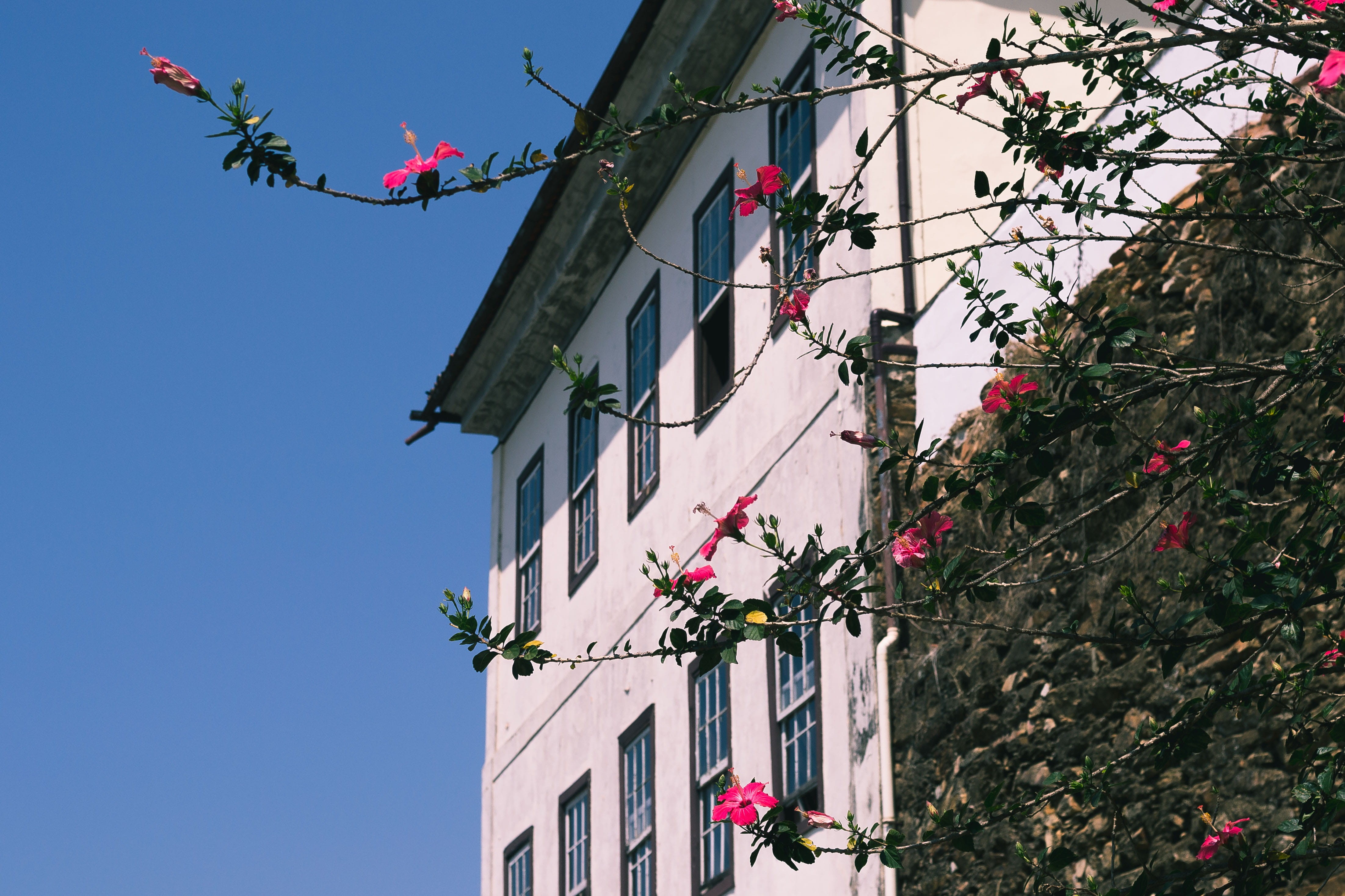 flower, flowering plant, nature, decoration, architecture, brasil, building exterior, cidade colonial, low angle view, celebration, built structure, plant, HD Wallpaper