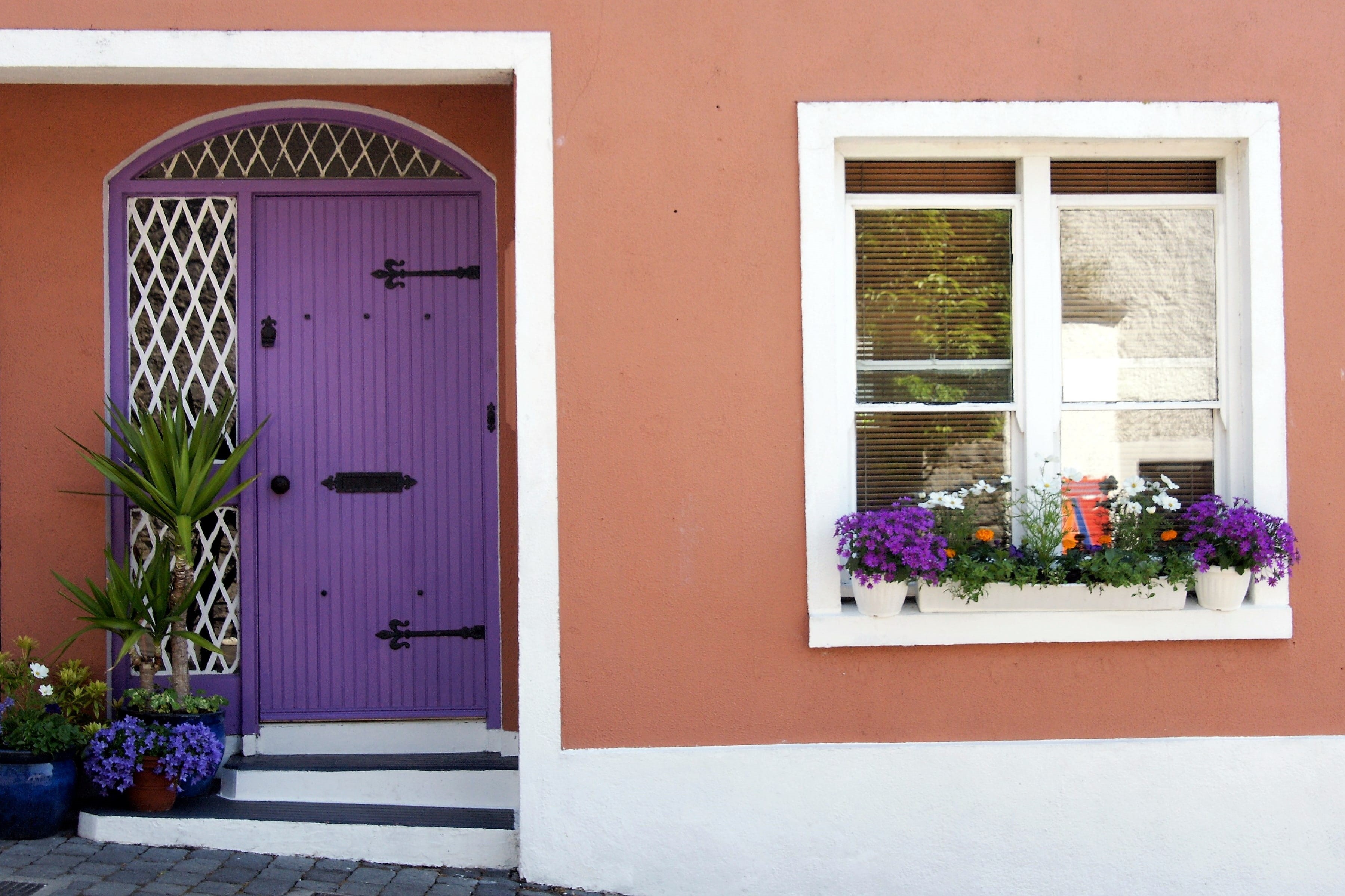 pink color, nature, plant, outdoors, entrance, wall - building feature, architecture, building, no People, houseplant, purple, residential Building, Door, HD Wallpaper