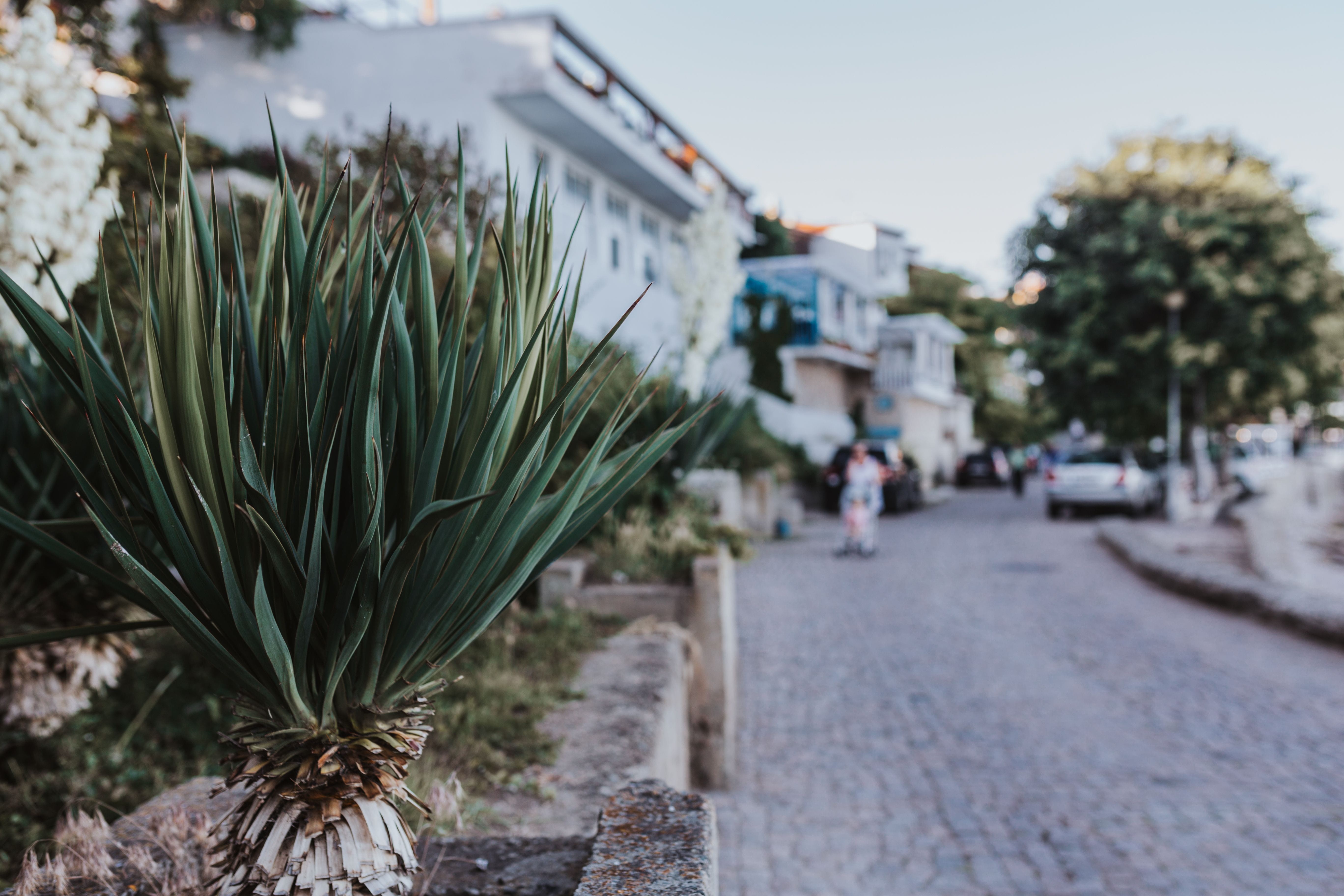 vacation, incidental people, walking, old town, plant, no people, street, Nessebar, travel Destinations, built structure, unseco, houses, balkan, narrow, HD Wallpaper