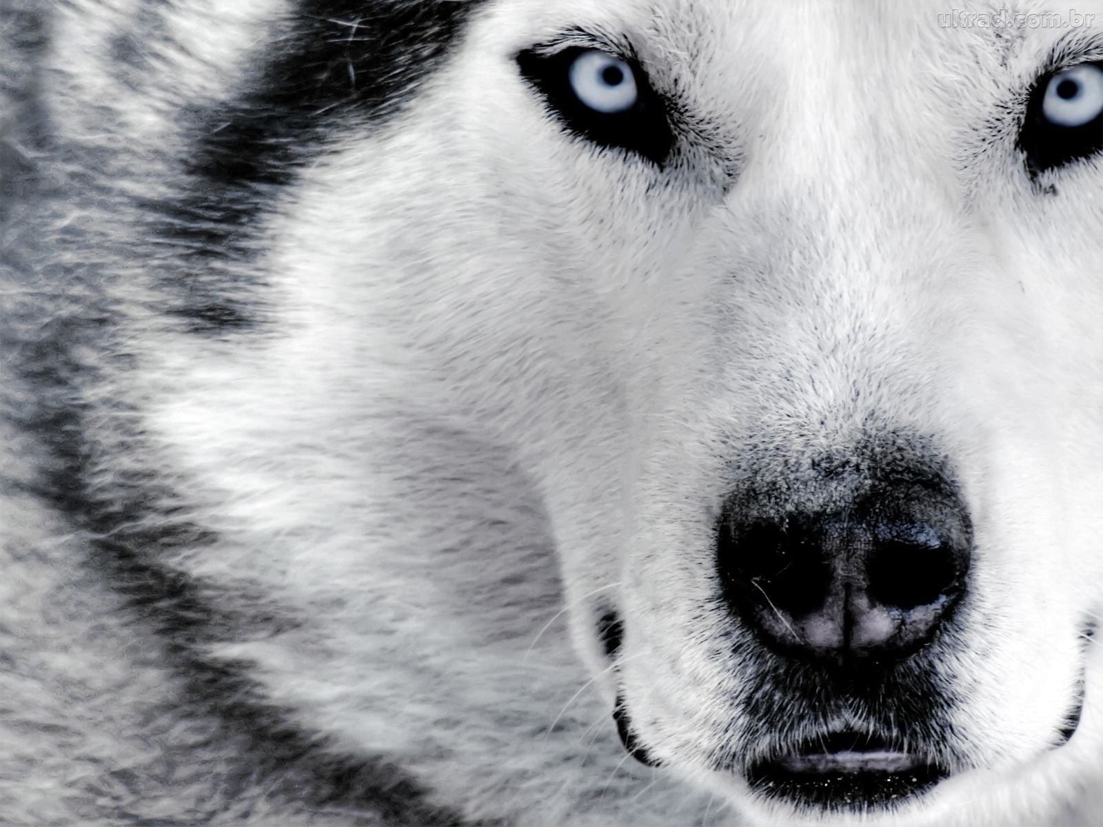 lobo, 720P, HD Wallpaper