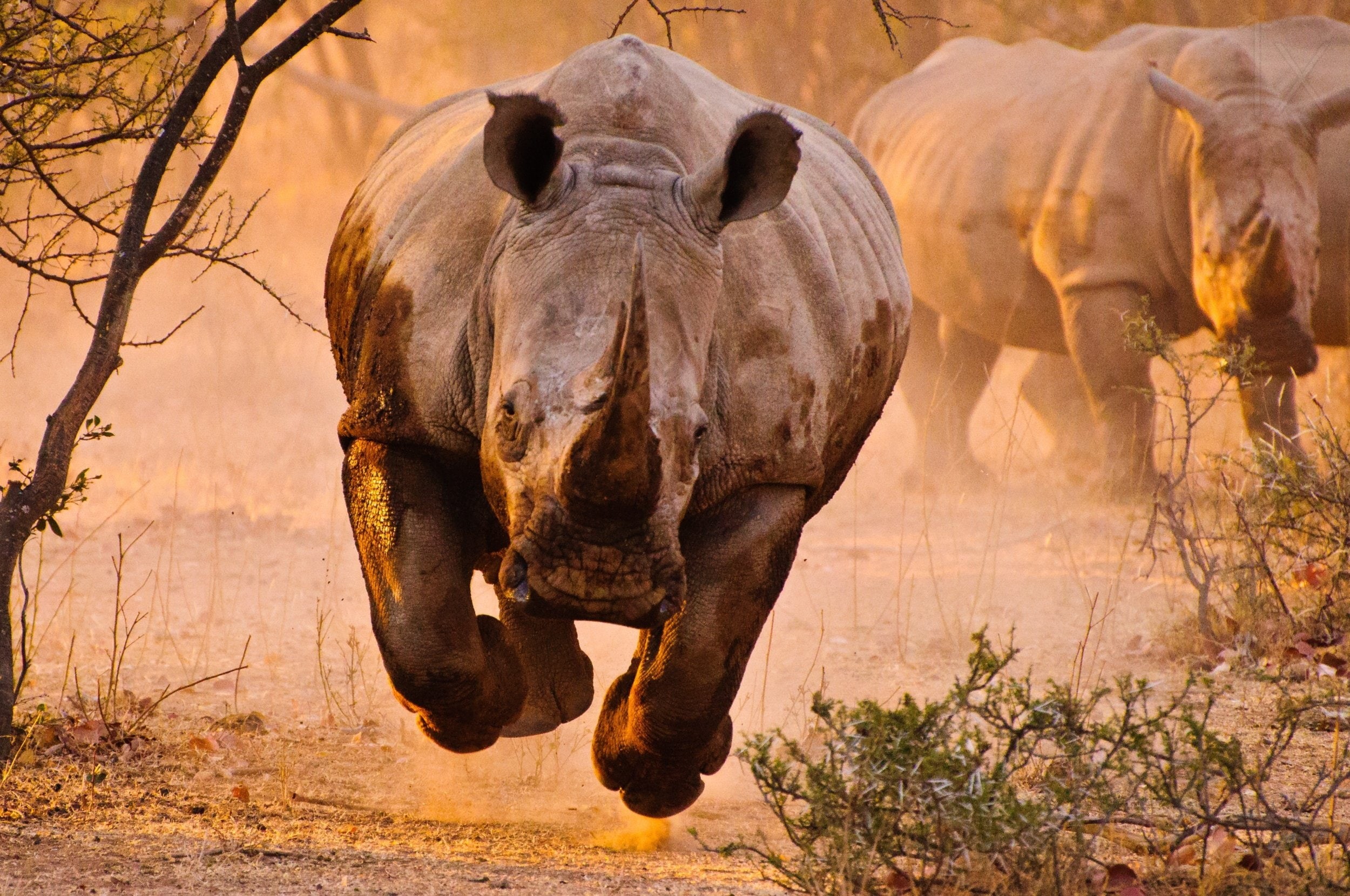 rinocerontes, 1080P, Mamiferos, Animales, Africa, HD Wallpaper