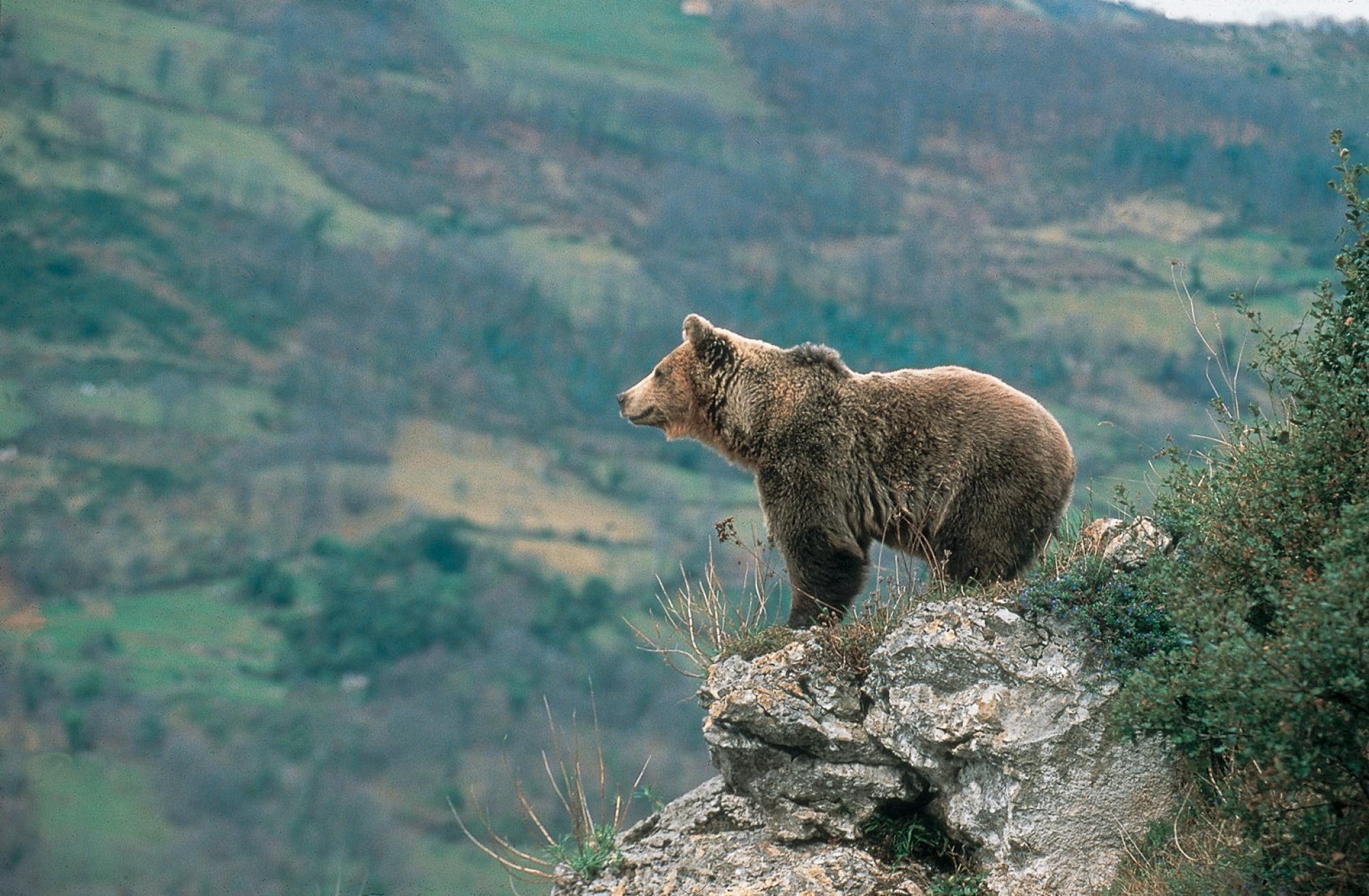 pantigrados, mamifero, animales, 1080P, pardo, oso, HD Wallpaper