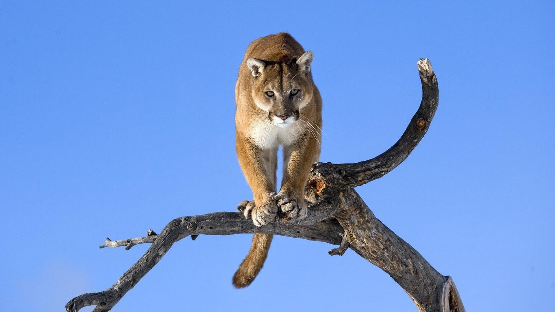 no people, nature, day, branch, low angle view, puma, sky, feline, clear sky, plant, mammal, vertebrate, Mamifero, blue, Felino, one animal, animal wildlife, HD Wallpaper
