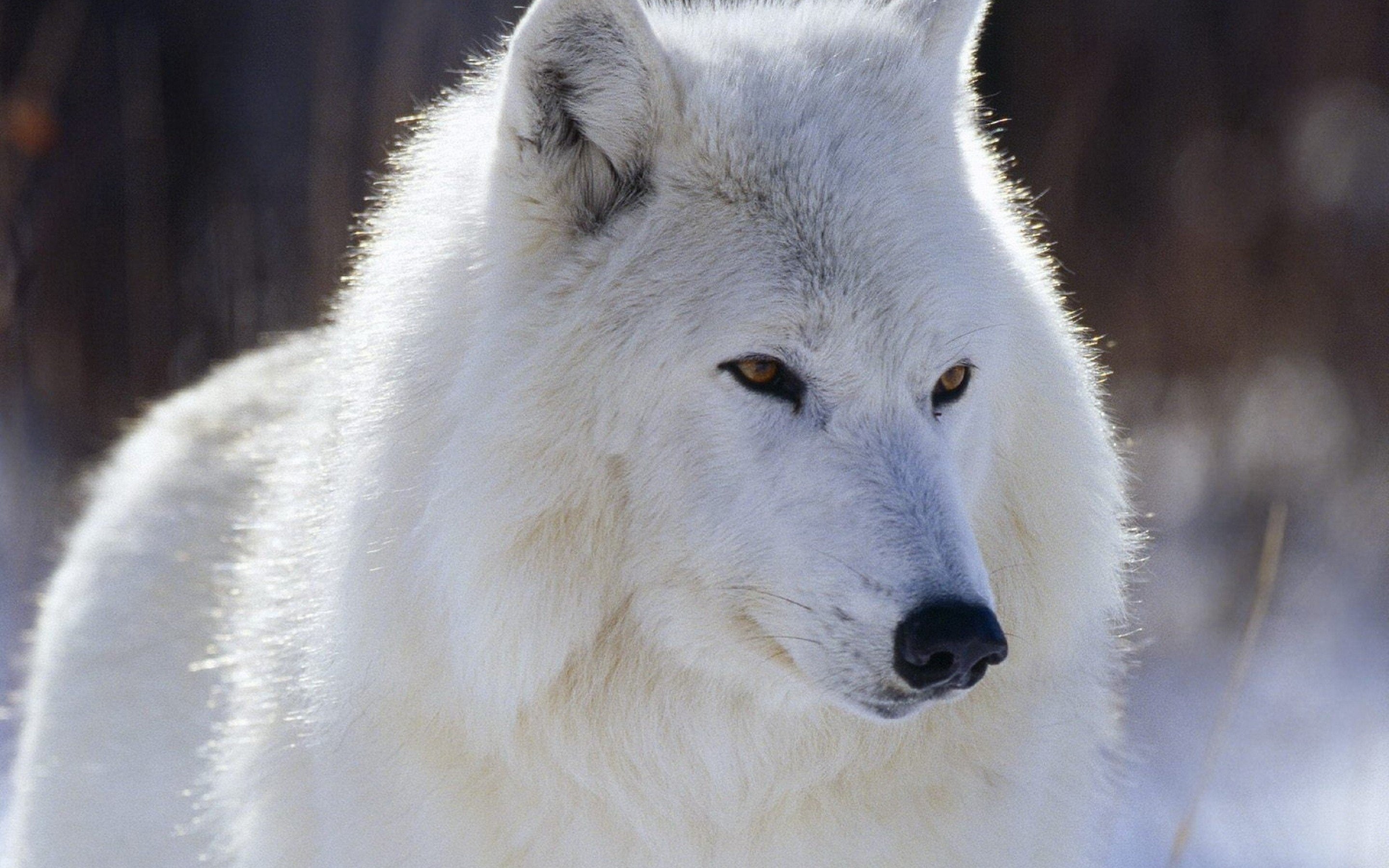 focus on foreground, vertebrate, animals in the wild, Animales, animal wildlife, day, no people, 2K, wolf, snow, cold temperature, looking, animal themes, HD Wallpaper