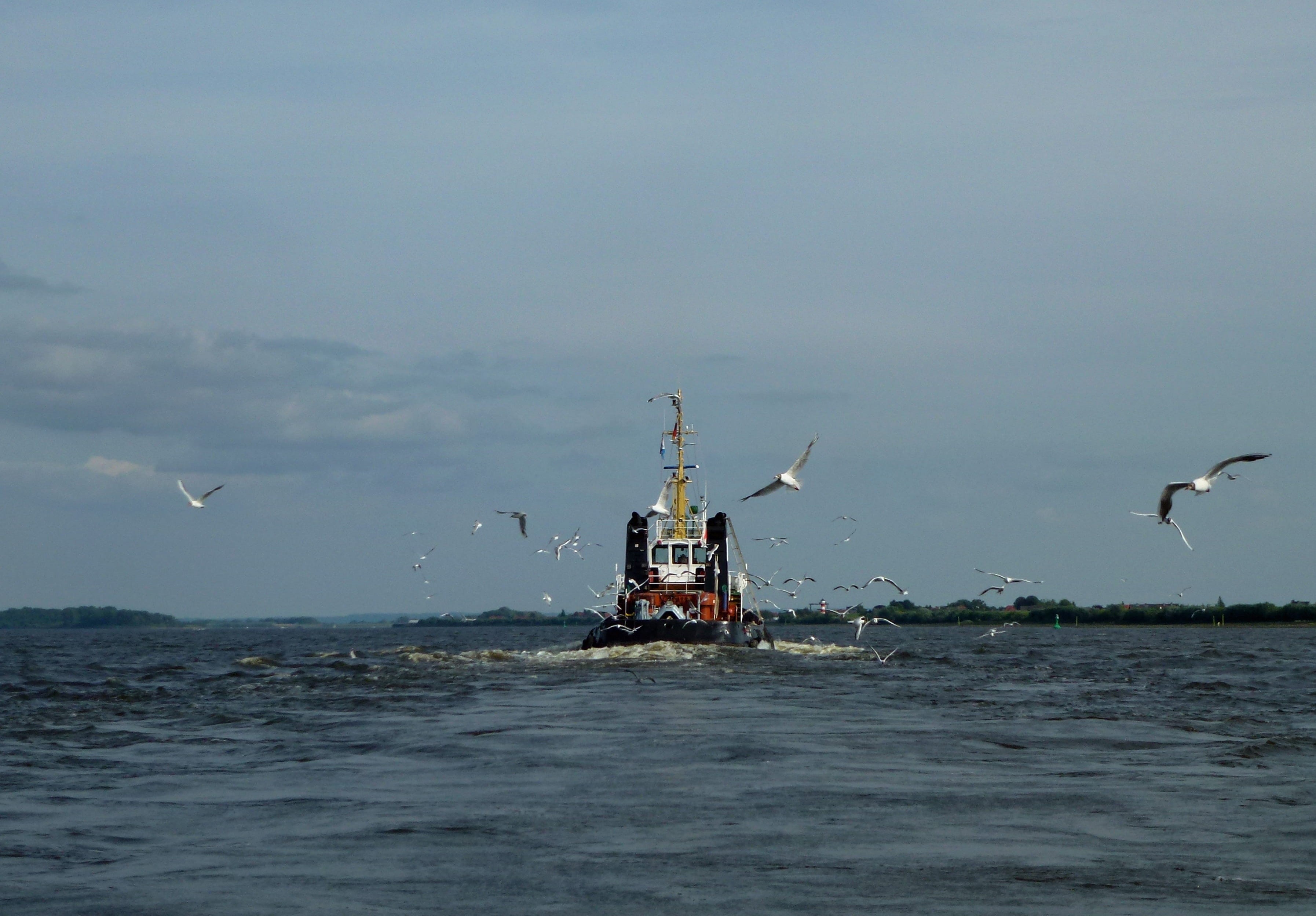 technology, water, bugsier, motion, animal themes, hamburg, flying, animal, shipping, support, mid-air, wizard, maritime, tug, elbe, ship, coast, bird, HD Wallpaper