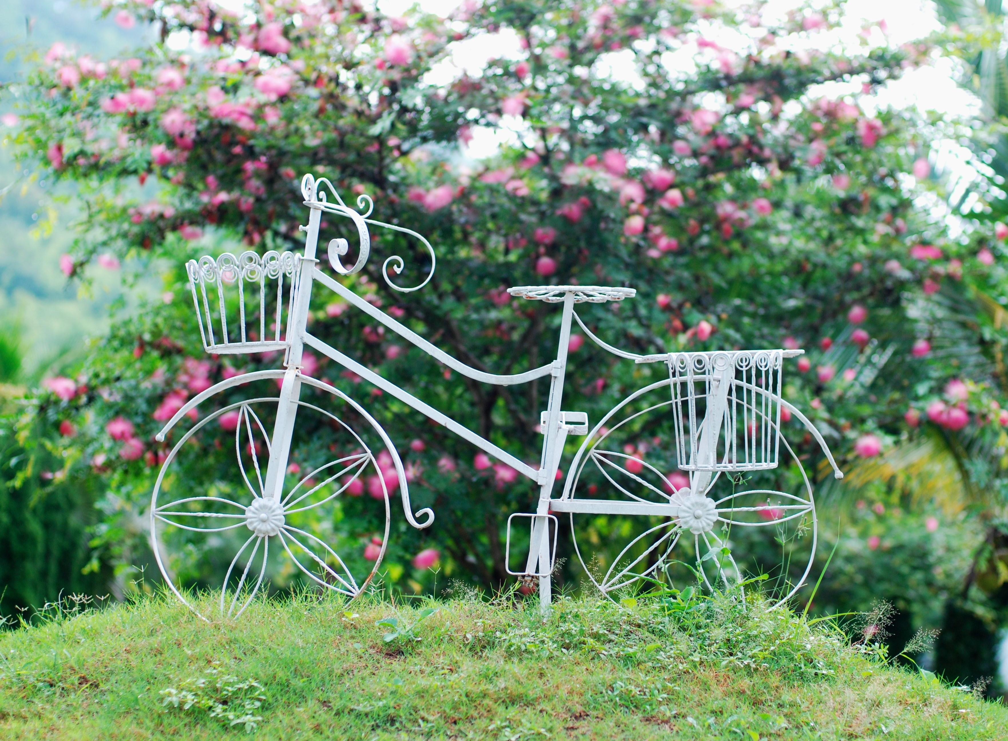 fullscreen, no people, flowers, white, growth, land vehicle, front or back yard, rack, field, metal, background, bike, seat, day, mode of transportation, HD Wallpaper