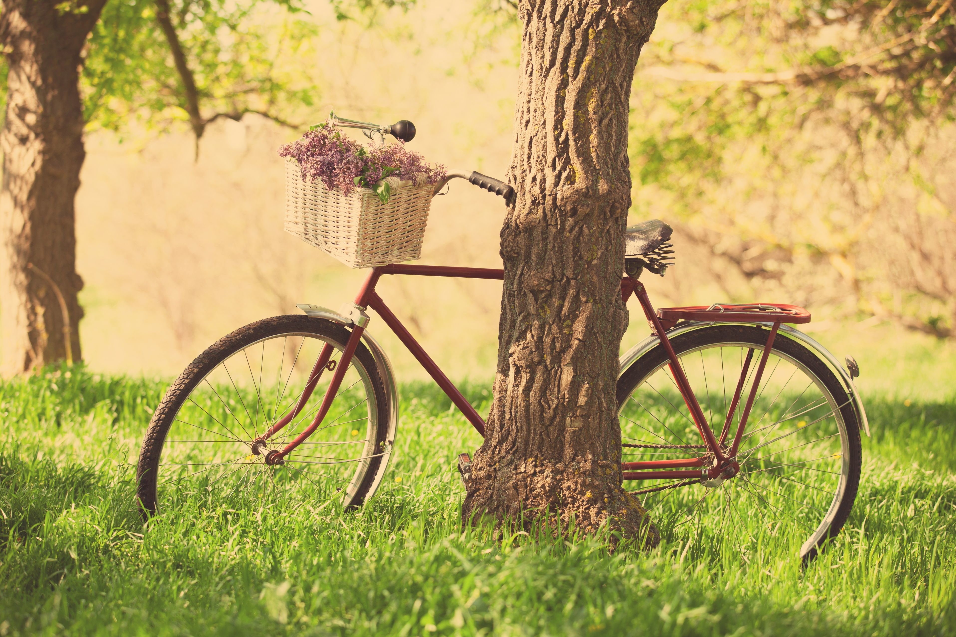 summer, park - Man Made Space, no People, widescreen, field, flower, cycle, sunlight, wheel, old, plant, greens, basket, land vehicle, purple, HD Wallpaper