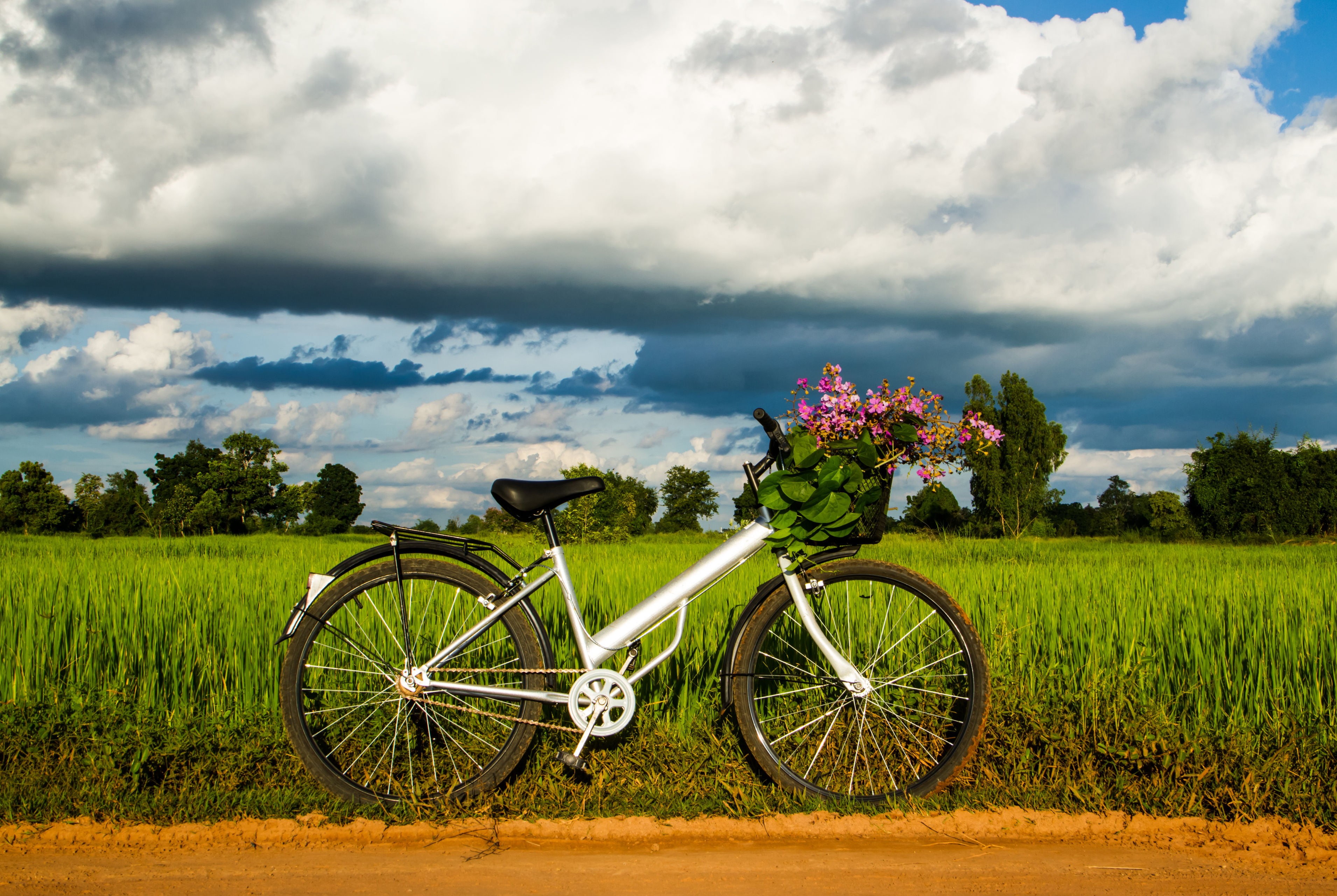 flowers, basket, nature, green color, background, the sky, beauty in nature, fullscreen, scenics - nature, grass, tree, day, mood, white, 2K, step, outdoors, HD Wallpaper