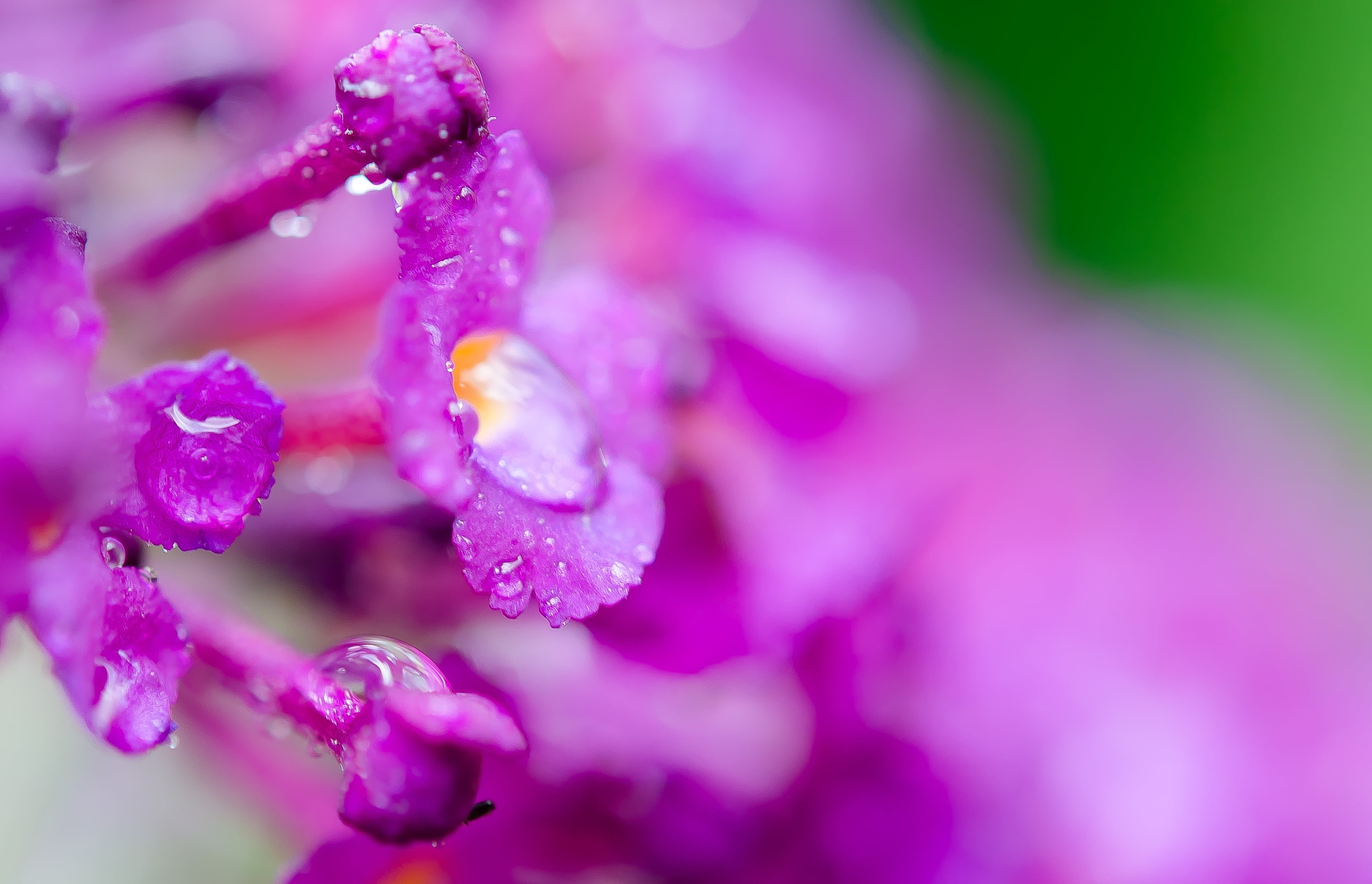 nature, my garden, photograph, petal, purple, Lantana, bloom, flower, school  teacher, geo, photographer, JRR Tolkien, in bloom, focal_length, creative commons, HD Wallpaper