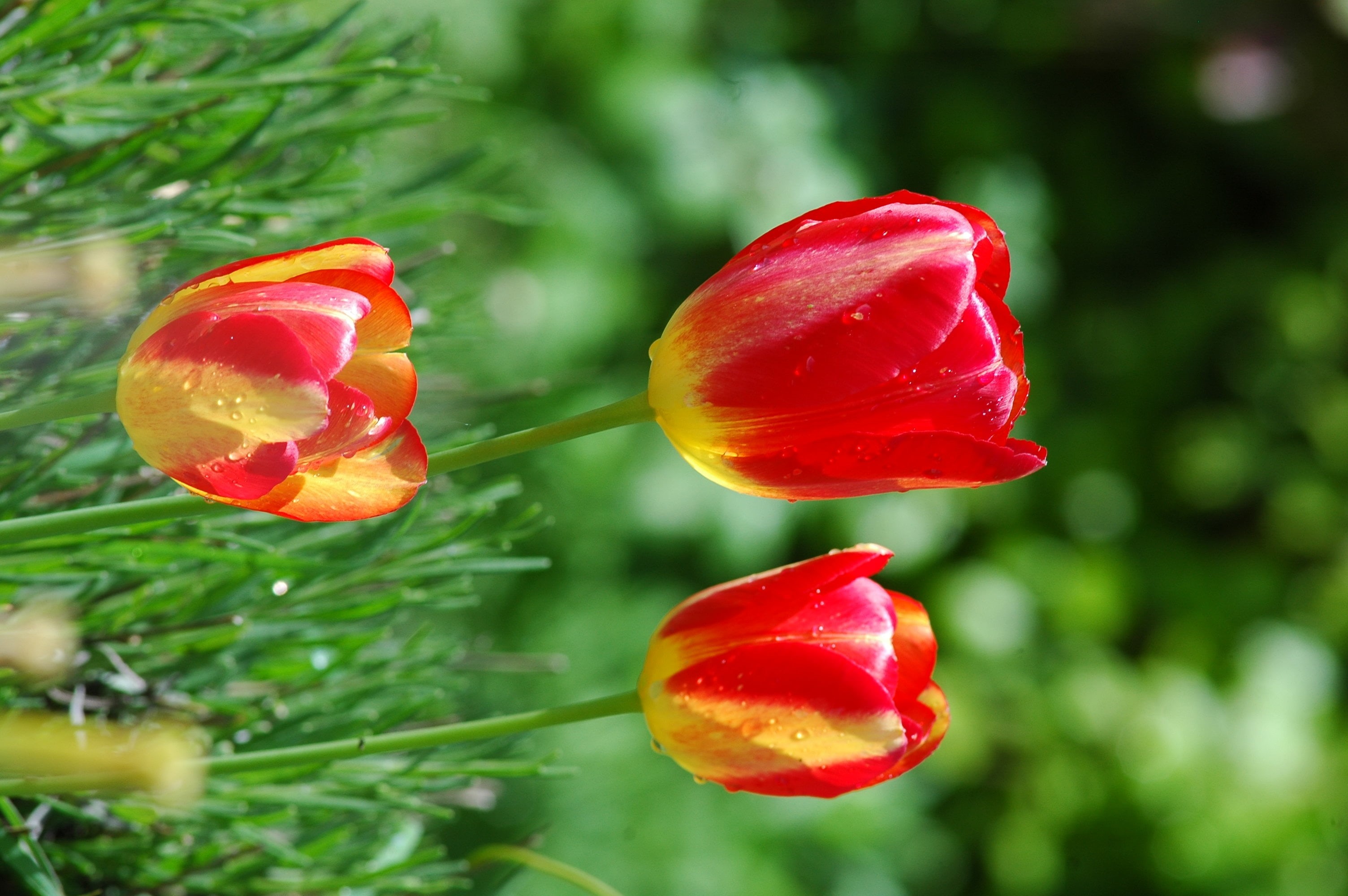 Tulips, red, nature, focus, petal, flower, Flowers, Nikon D70s, outdoors, twitter, tulip, plant, three, freshness, nikon  d70s, selective, education, selective focus, HD Wallpaper