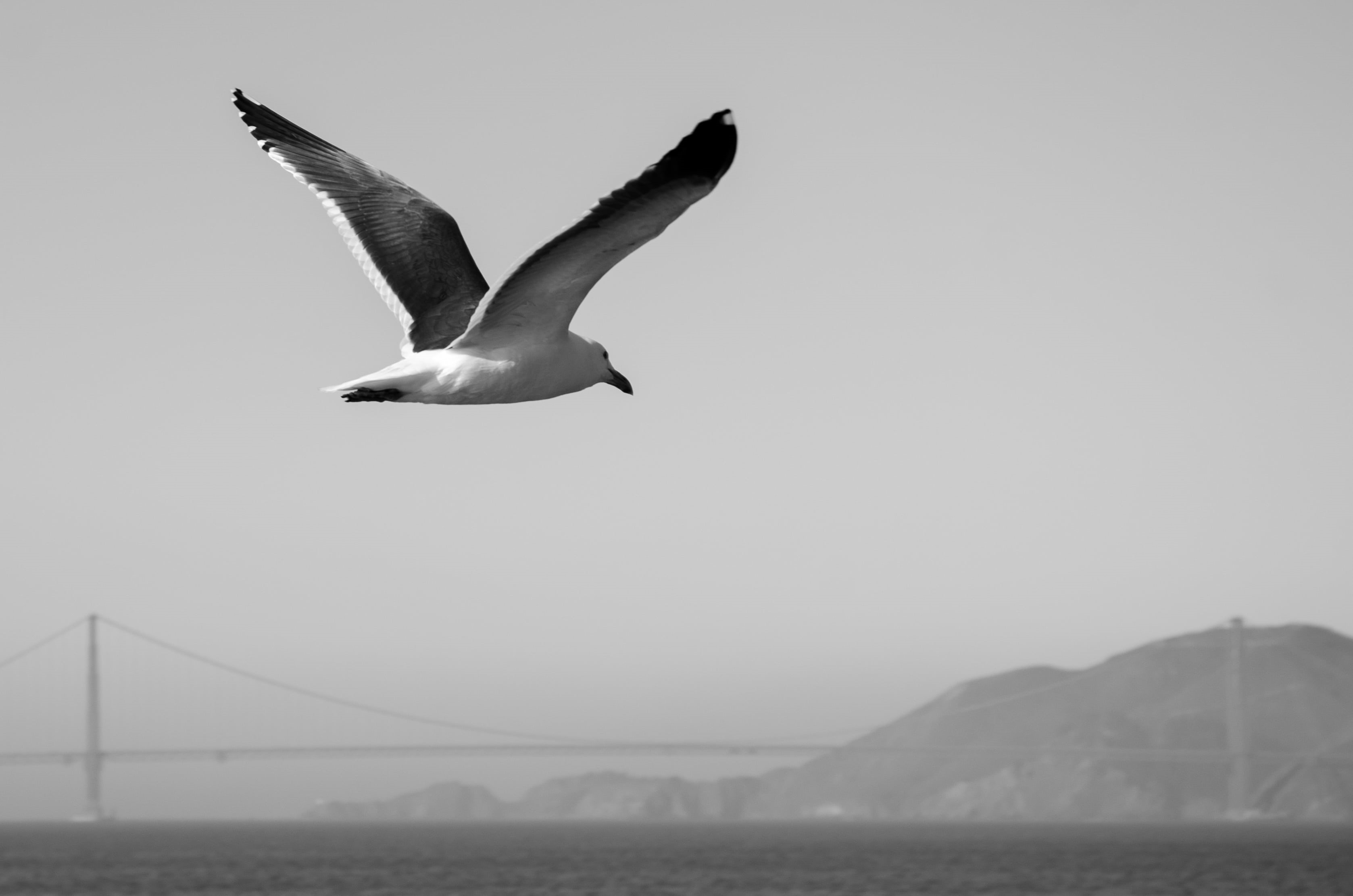 clear sky, san francisco, sky, bird, vertebrate, sea gull, bay, suspension, photography, golden gate bridge, low angle view, california, spread wings, gull, HD Wallpaper
