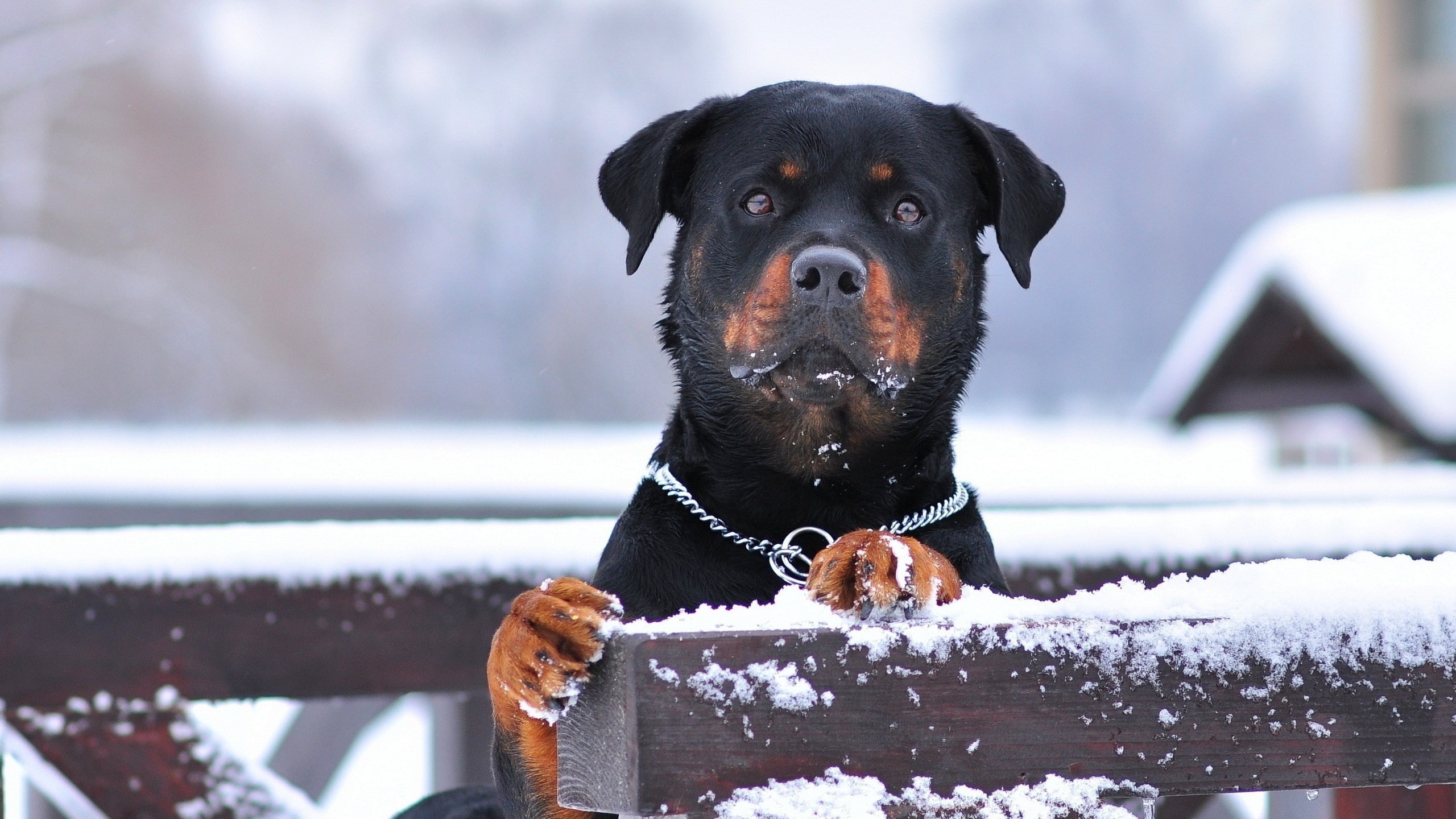 4k pics, rottweiler, 2K, hd pics, HD Wallpaper