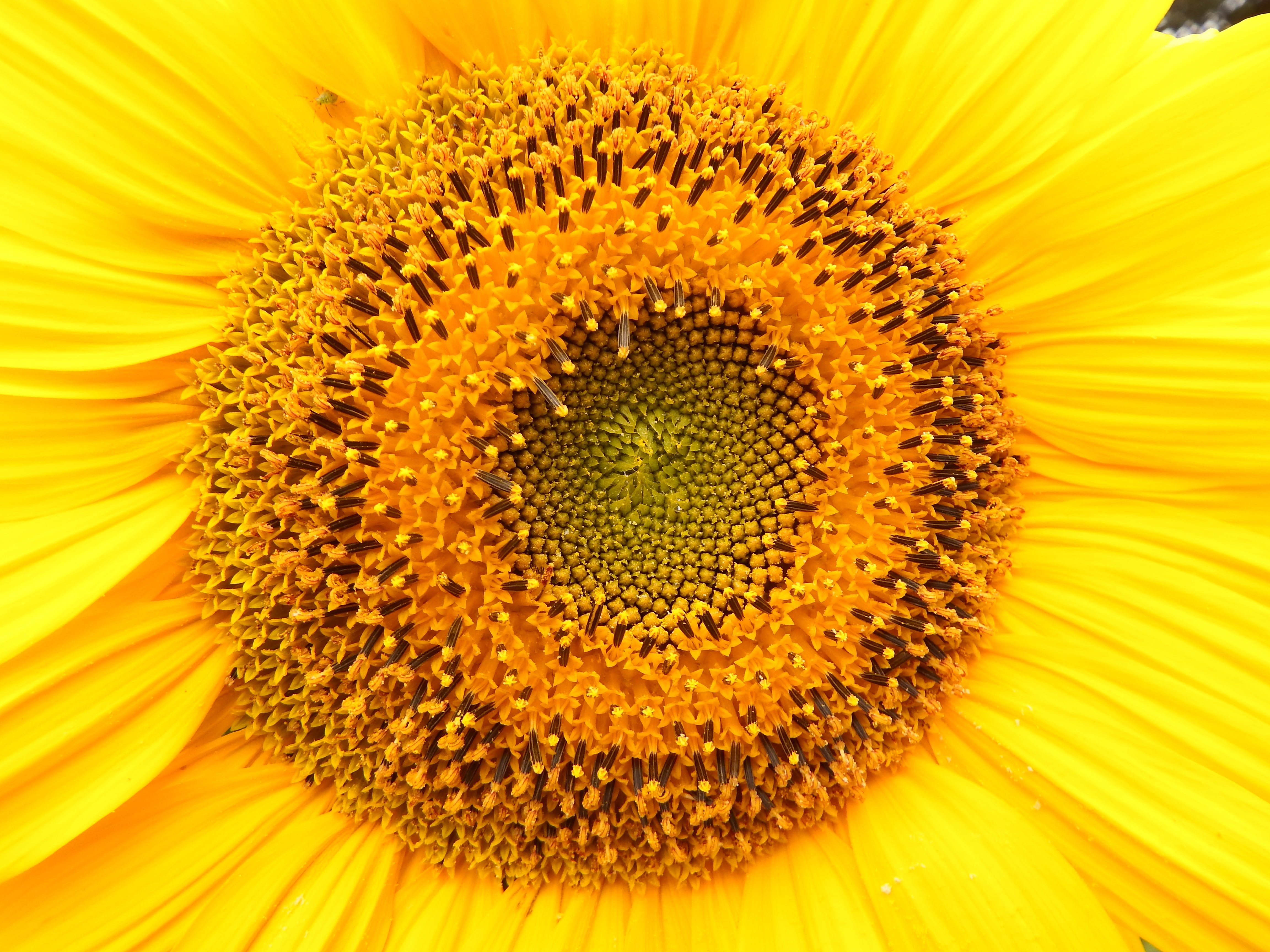 close-up, petal, Sunflower, agriculture, yellow, 4K, flower, plant, summer, macro shot, nature, shot, macro, HD Wallpaper