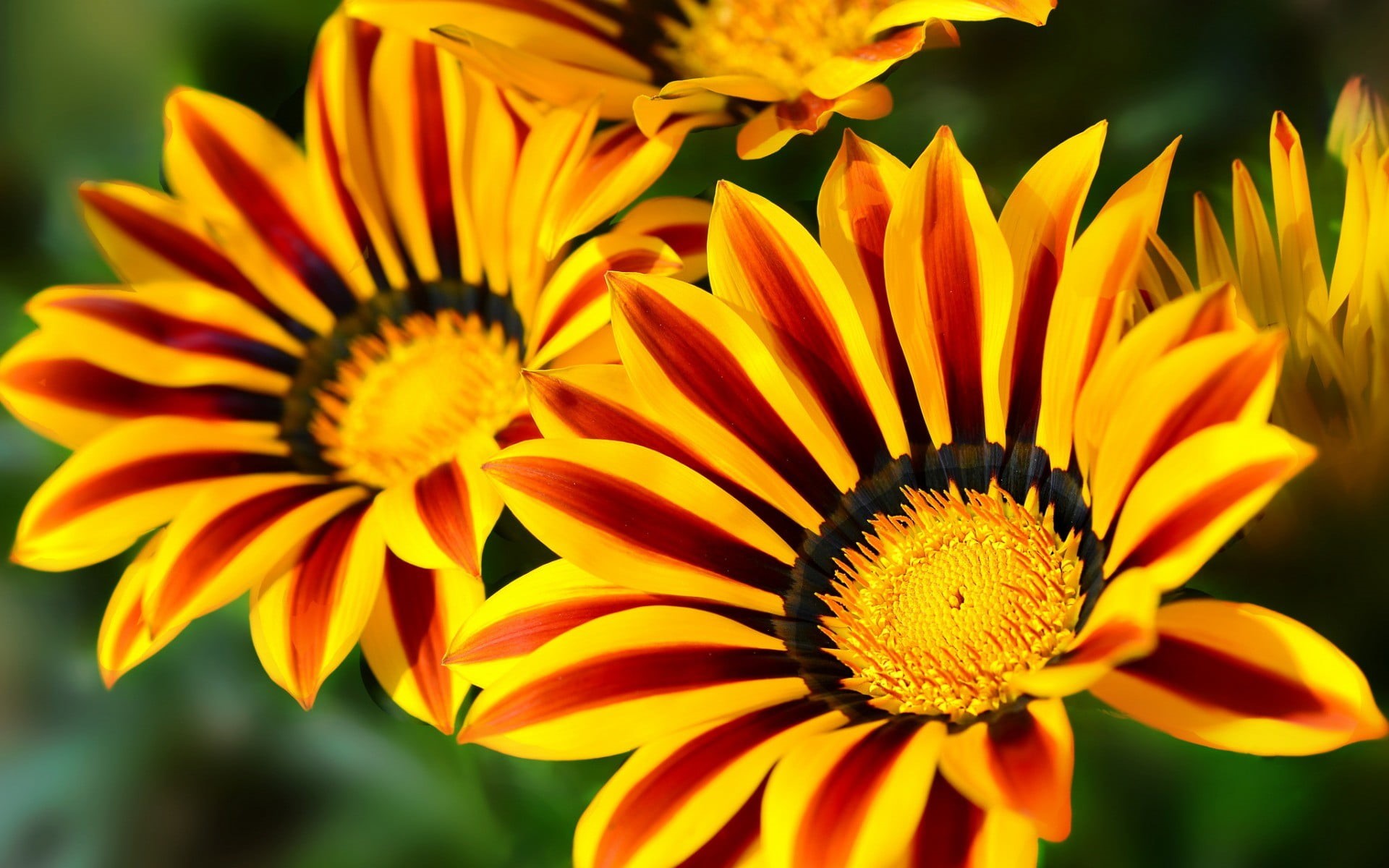 no people, flower head, close-up, freshness, fragility, plant, beauty in nature, flower, yellow, gazania, focus on foreground, petals, flowering plant, HD Wallpaper