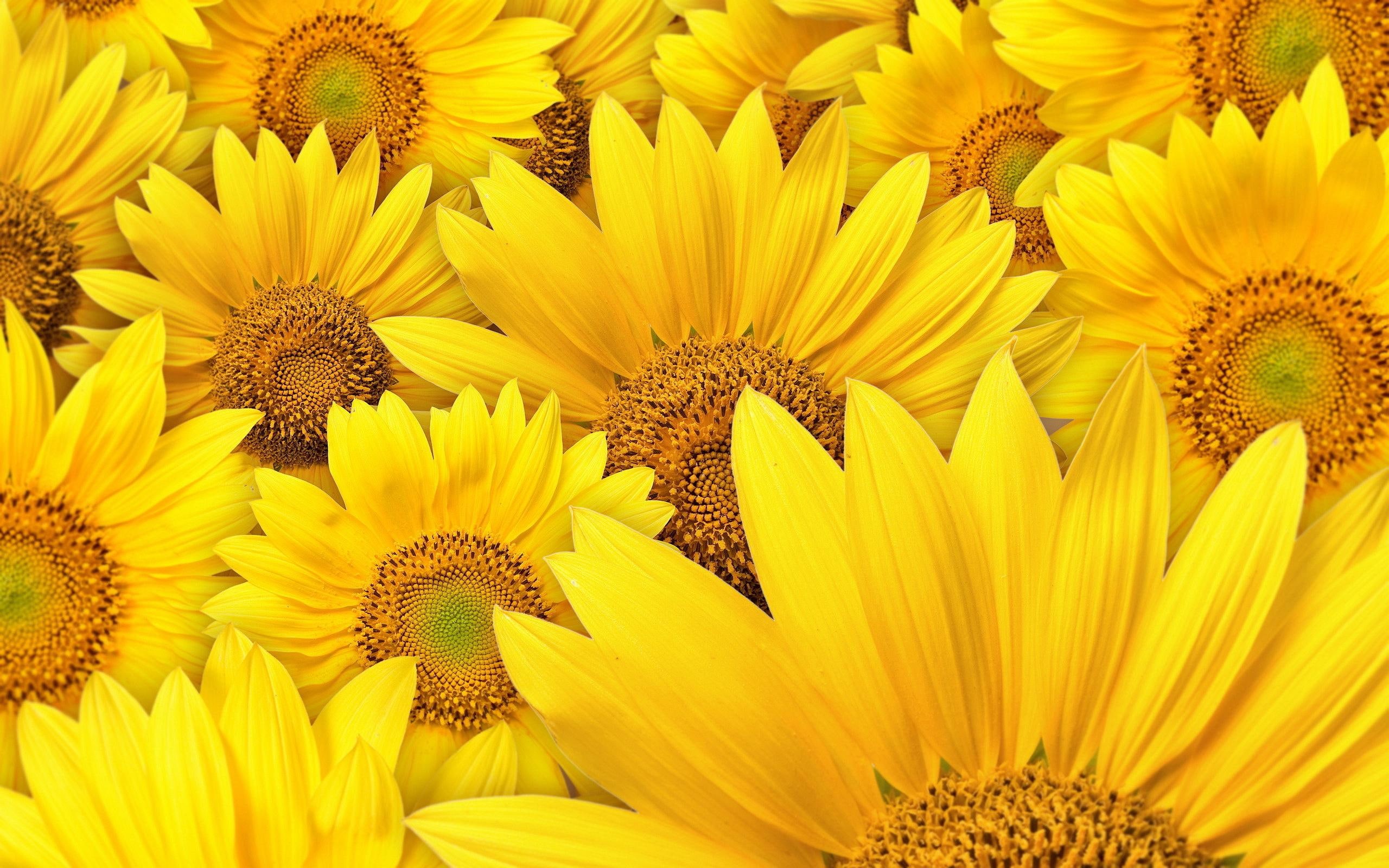 nature, yellow, sunflowers, background, flower, flowers, 2K, HD Wallpaper