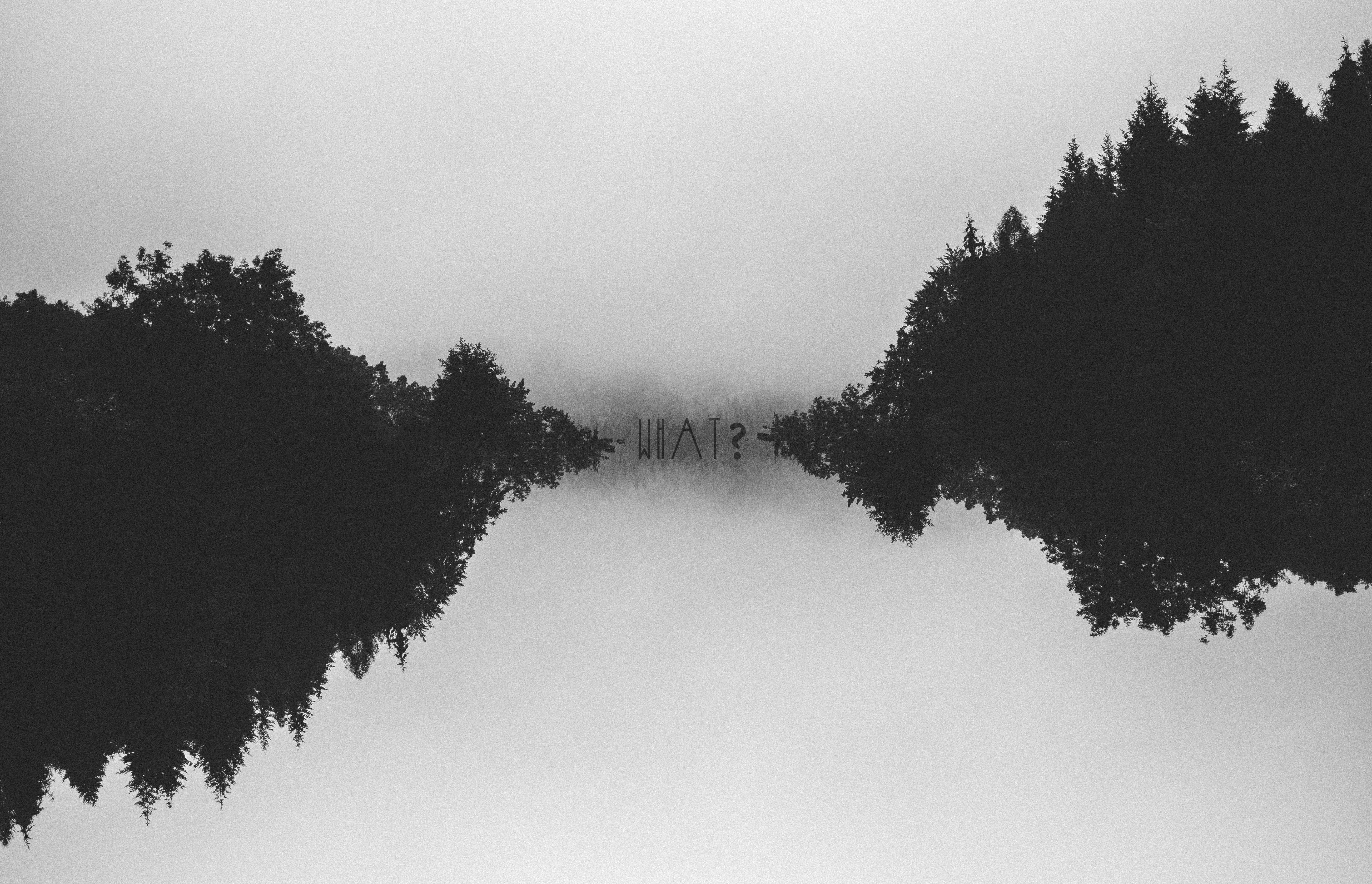 nature, no people, black, plant, monochrome, tranquility, tranquil scene, trees, grain, coniferous tree, sky, water, growth, outdoors, minimalism, HD Wallpaper