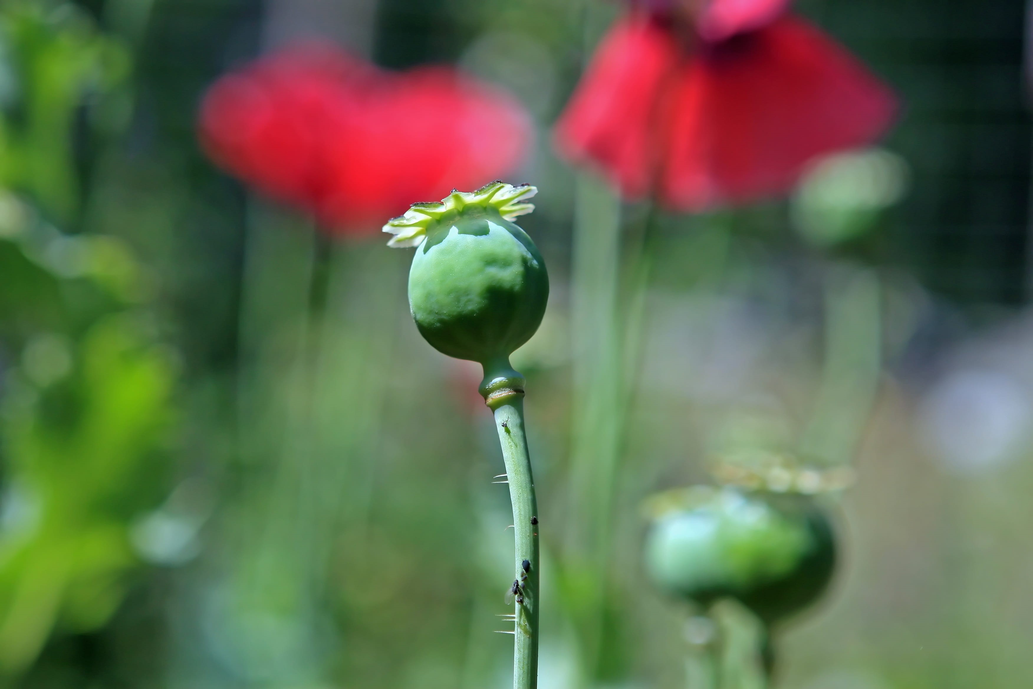 2K, illegal, growth, trade, hallucinogen, papaver, new life, head, flora, seed, vulnerability, nature, flowering plant, stem, beauty in nature, plant, HD Wallpaper
