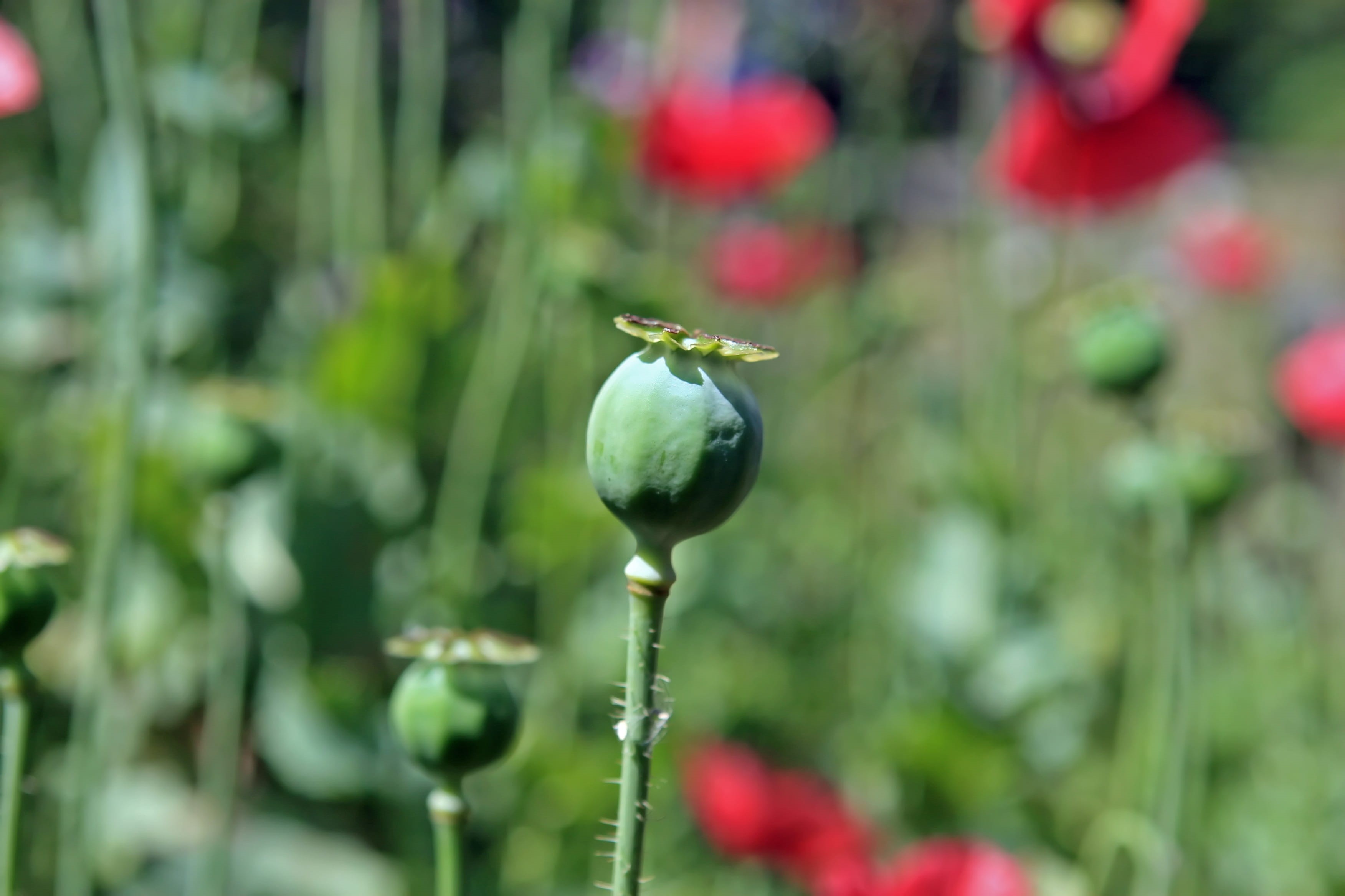 medicine, animal wildlife, cultivate, one animal, forbidden, opium, eschscholzia, hallucination, poppies, morphine, heroin, opiate, growth, field, close-up, HD Wallpaper