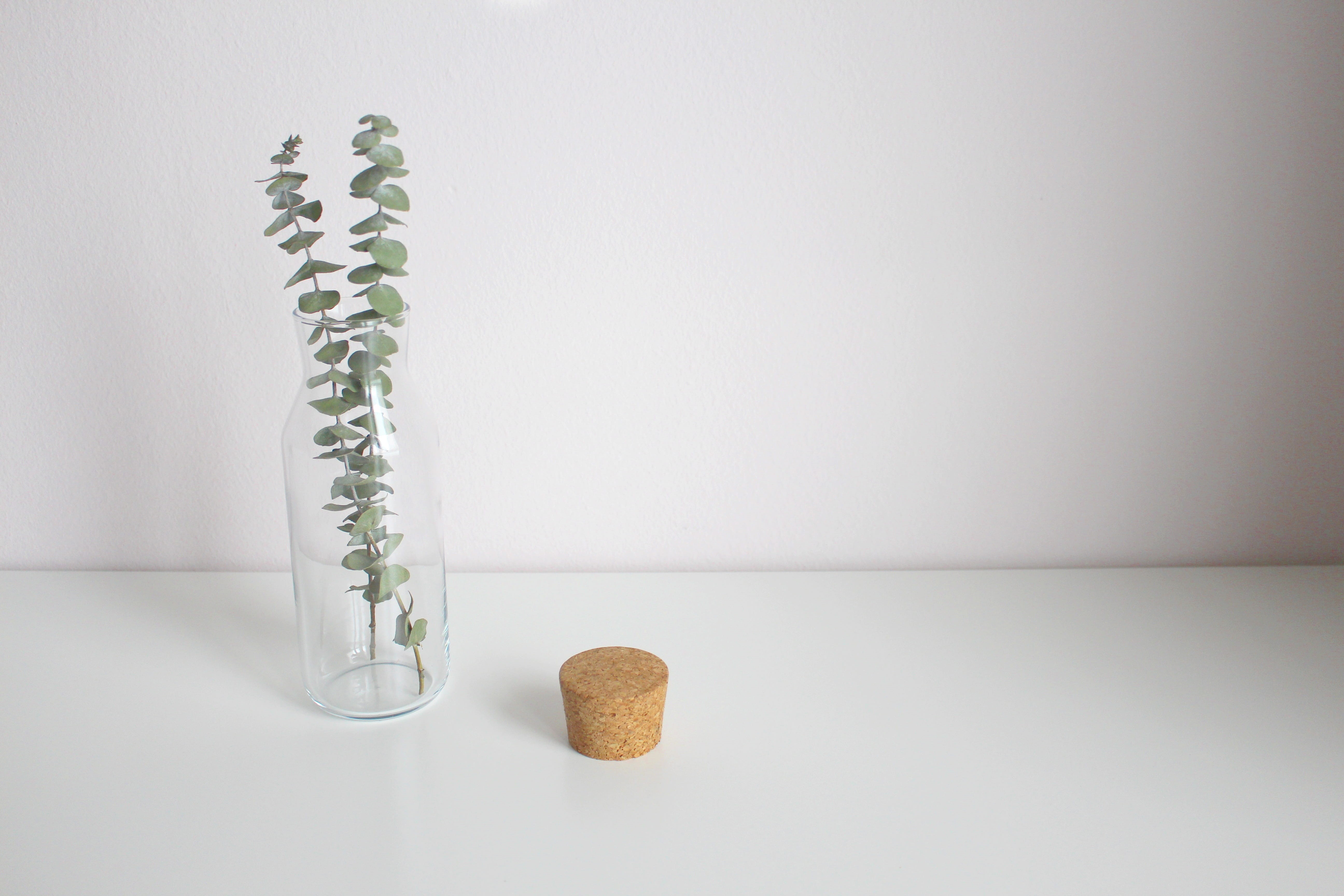 no people, white background, nature, healthcare and medicine, medicine, herb, budget, 5K, vase, herbal medicine, eshetisch, cork closure, natural condition, HD Wallpaper