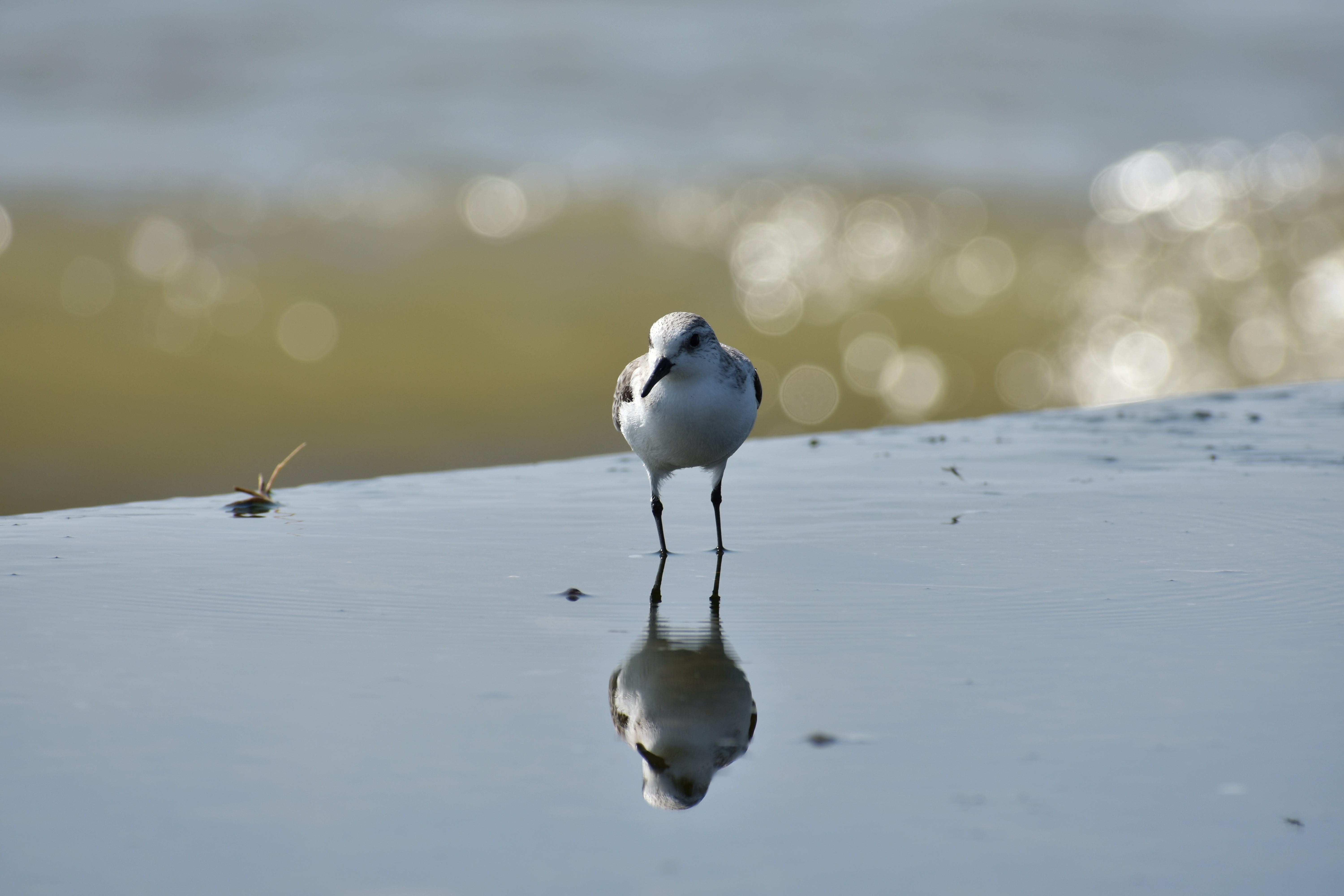 water, natural, focus on foreground, animal wildlife, nature, reflection, lake, day, animals in the wild, beach, bird, account manager, close-up, vertebrate, HD Wallpaper