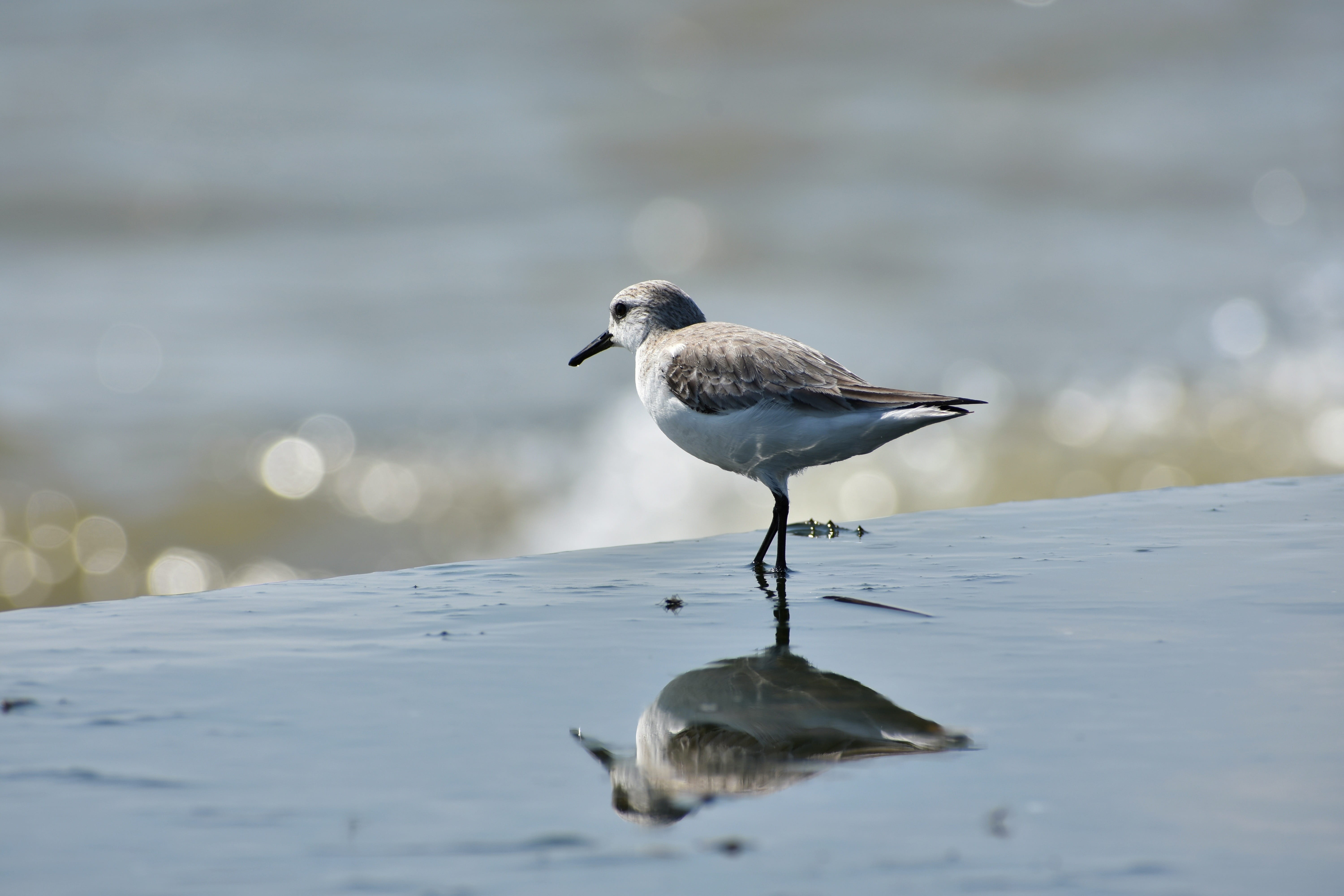 beach, waterfront, animal, side view, selective focus, seagull, marine, nature, wild birds, day, focus on foreground, animal themes, sea, wave, natural, HD Wallpaper