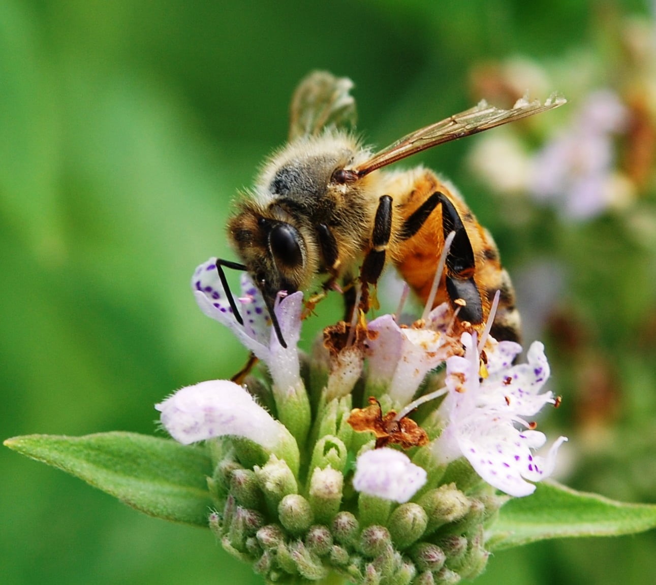 mint, animal, Master  Gardener  Program, NW10, insect, Apis mellifera, honey, close-up, plant, Agriculture, mountain, macro, 720P, pollination, nature, HD Wallpaper