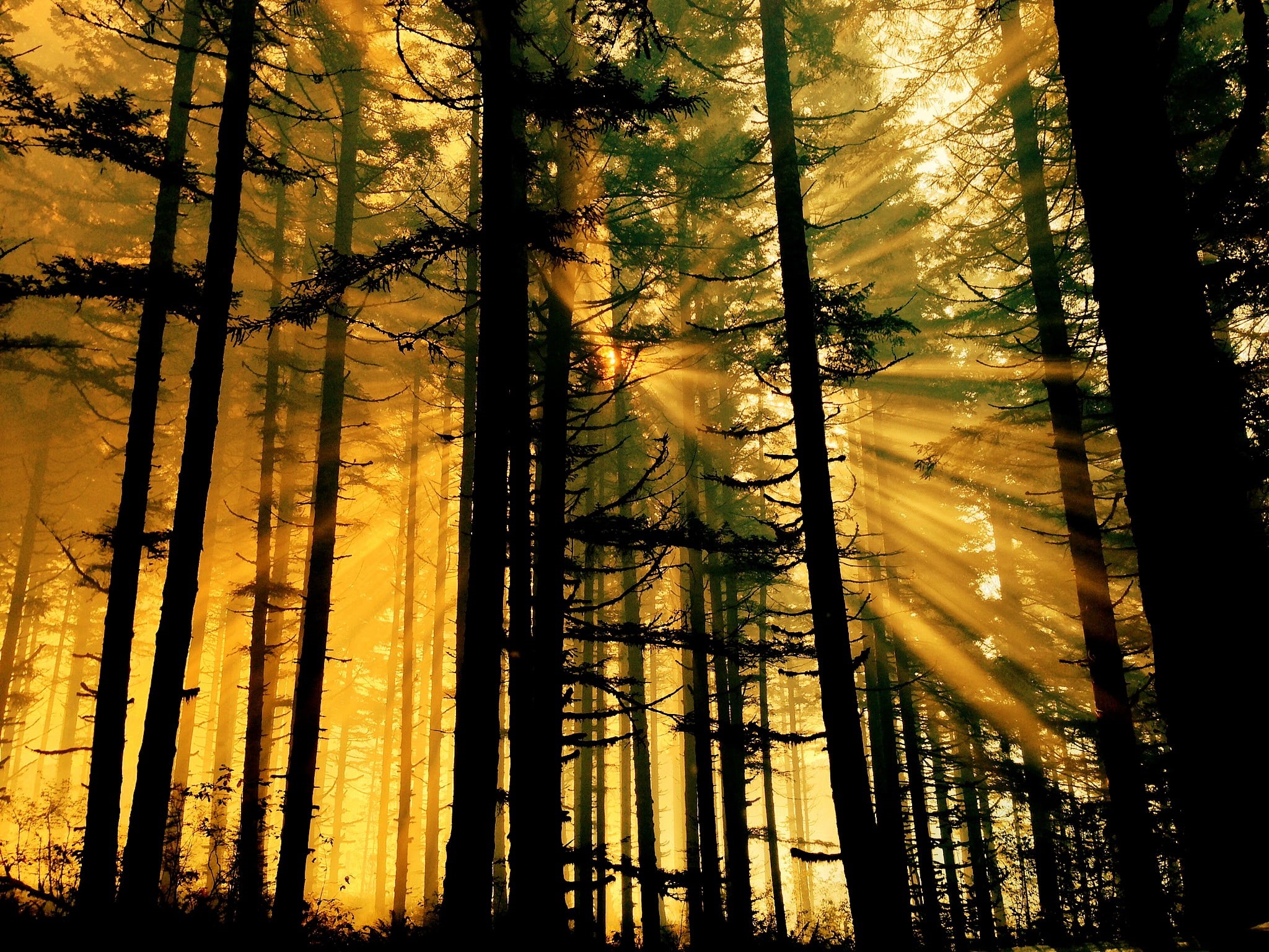 outdoors, afternoon, tree, light, Oregon Department of Forestry, silhouette, autumn, 1080P, nature, landscape, trees, forest, scene, scenery, sunlight, HD Wallpaper