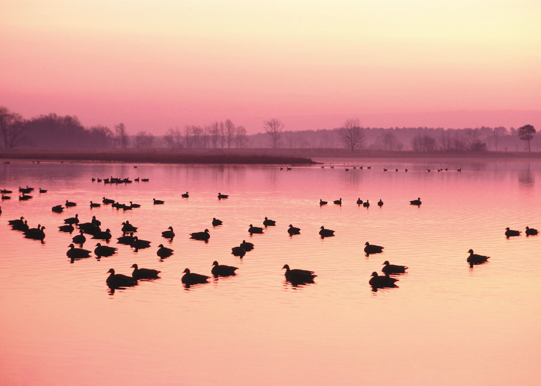 Maryland Department of Agriculture, nature, water, Mallard Ducks, outdoors, Pennsylvania, water quality, wildlife, Innovation, Wildlife  Conservation, animal, HD Wallpaper