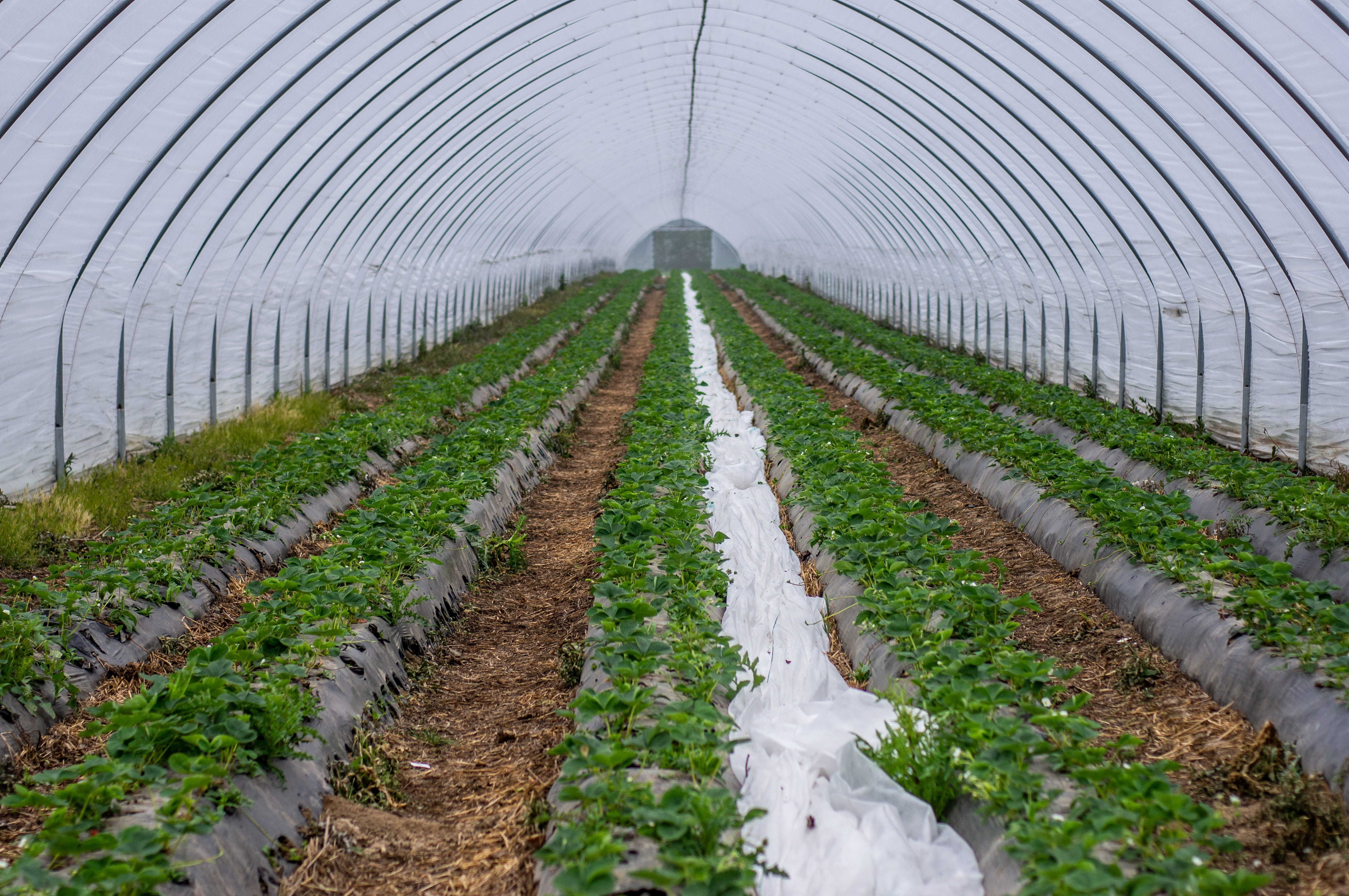 farm, nature, crop, green color, early variety, the way forward, forcing, drip irrigation, gardening, beauty in nature, agriculture, field, protected, plantation, HD Wallpaper