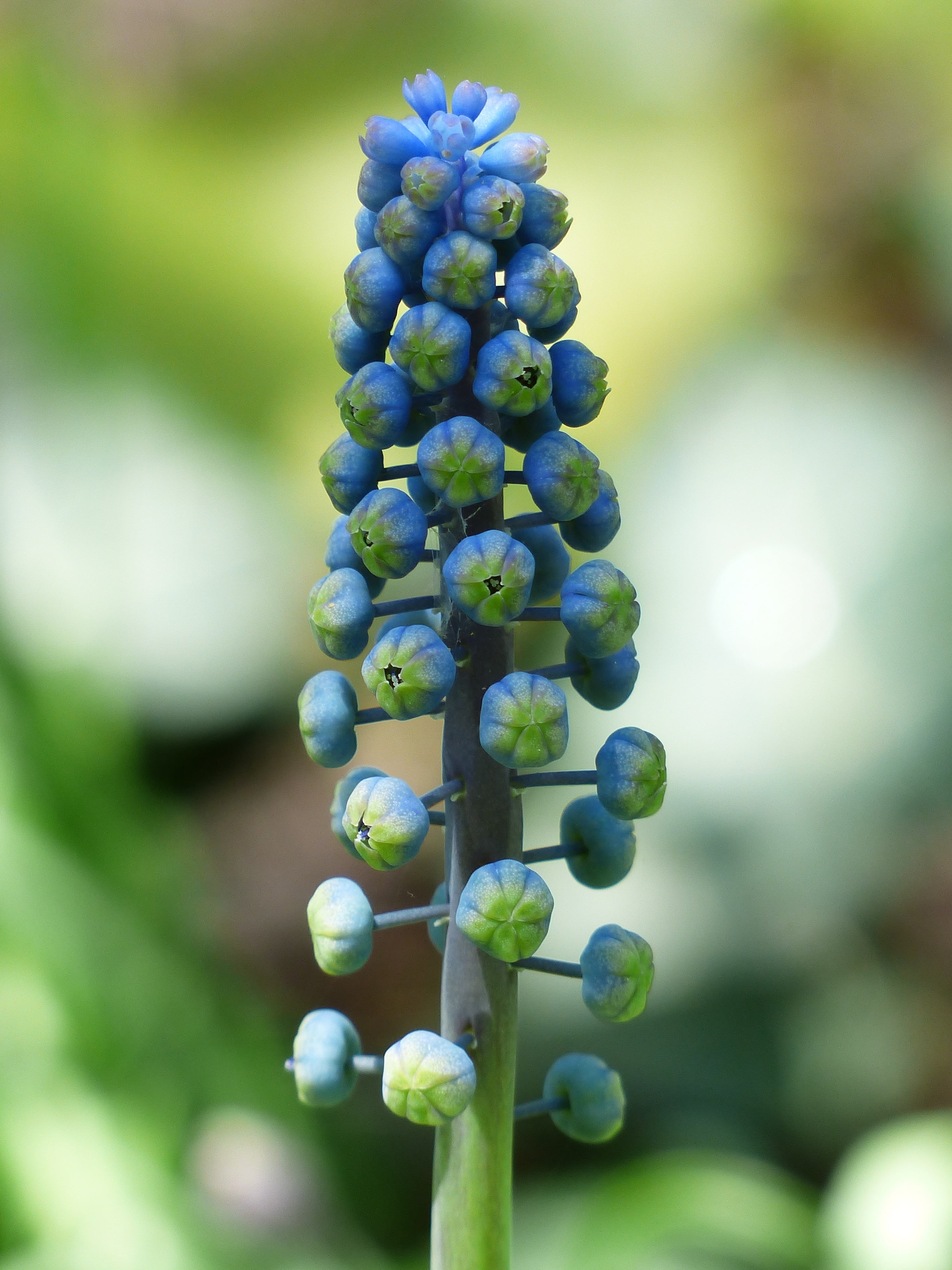 asparagaceae, traubenförmige inflorescences, freshness, plant, inflorescences, green Color, selective, food, 4K, overlooked traubenhyazinthe, bell, garden, Phone HD Wallpaper