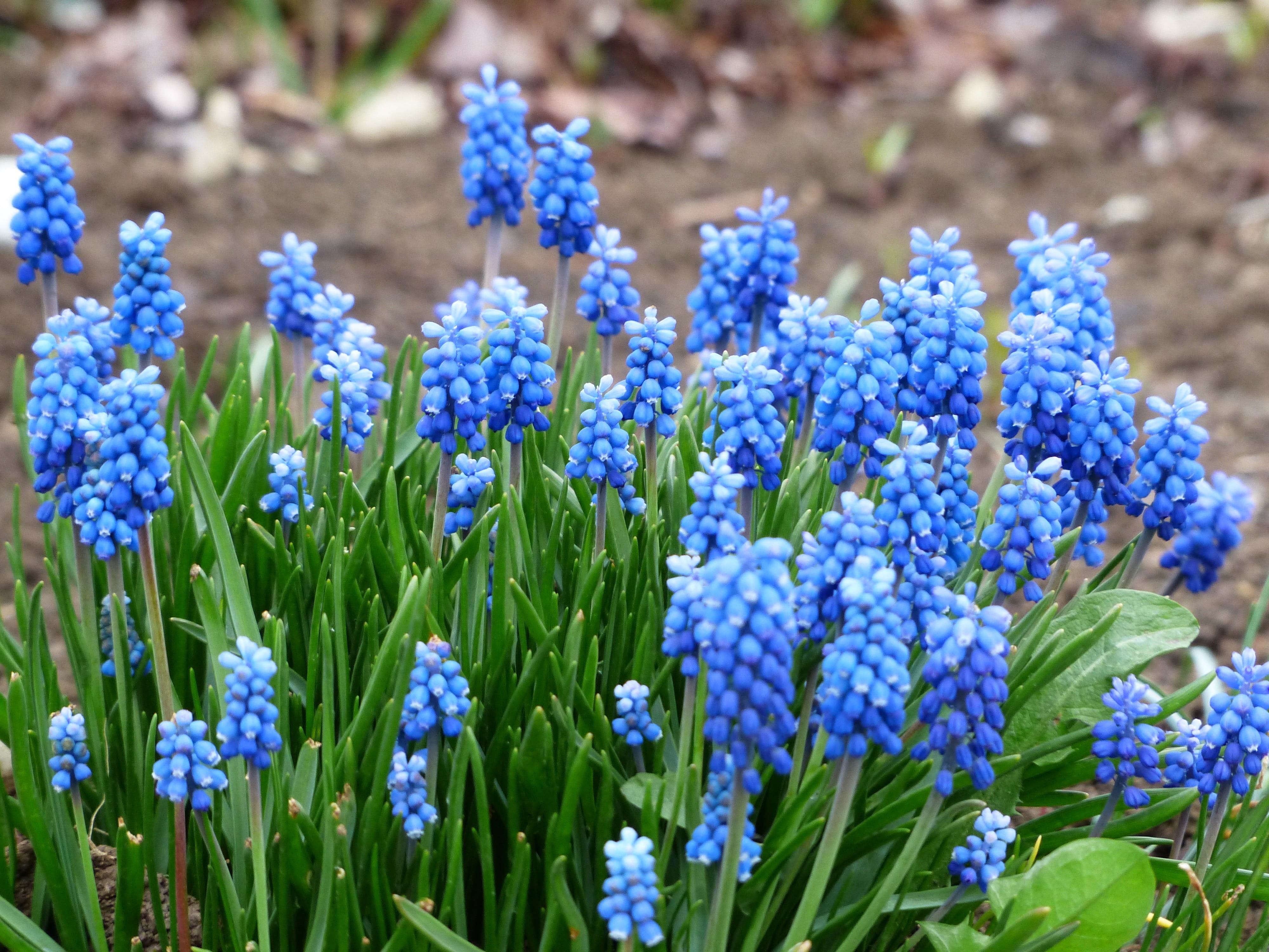 field, outdoors, muscari neglectum, asparagus plant, garden, blue, plant, unrecognized traubenhyazinthe, overlooked traubenhyazinthe, vineyard traubenhyazinthe, HD Wallpaper