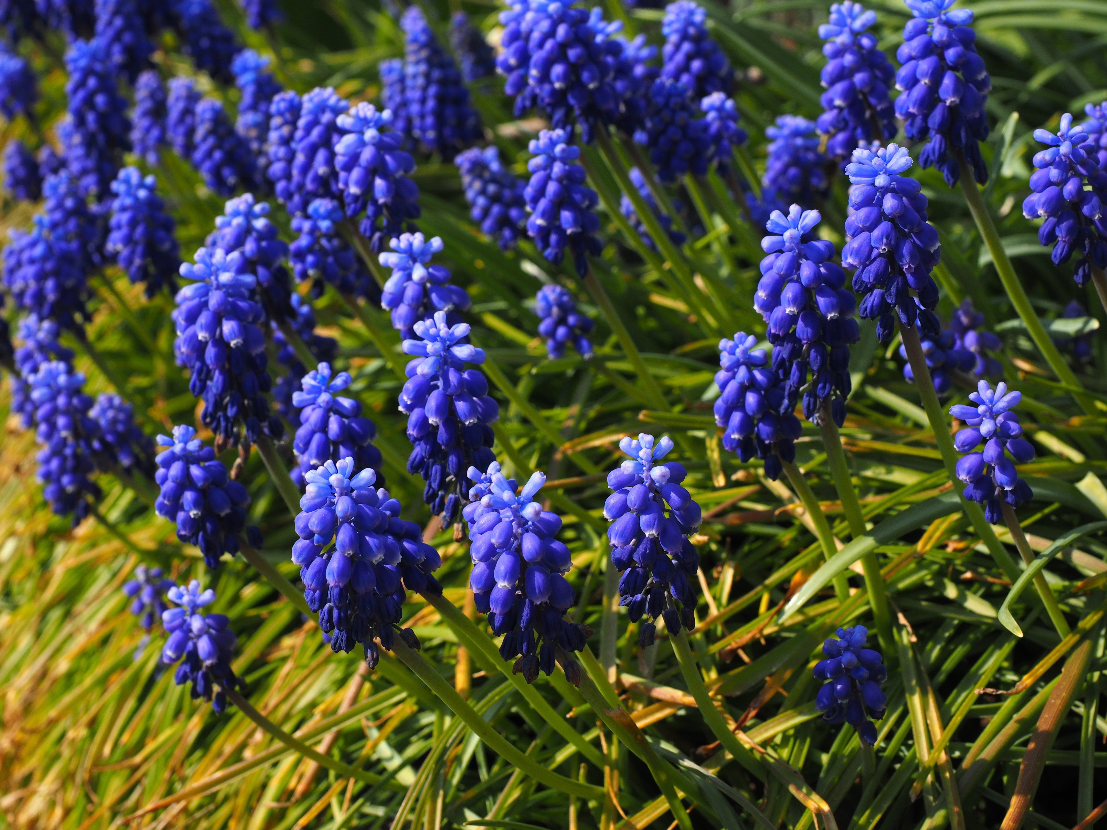 bright, flower head, unrecognized traubenhyazinthe, spring, muscari racemosum, garden, blue violet, nature, bunch of flowers, flower, muscari botryoides, HD Wallpaper