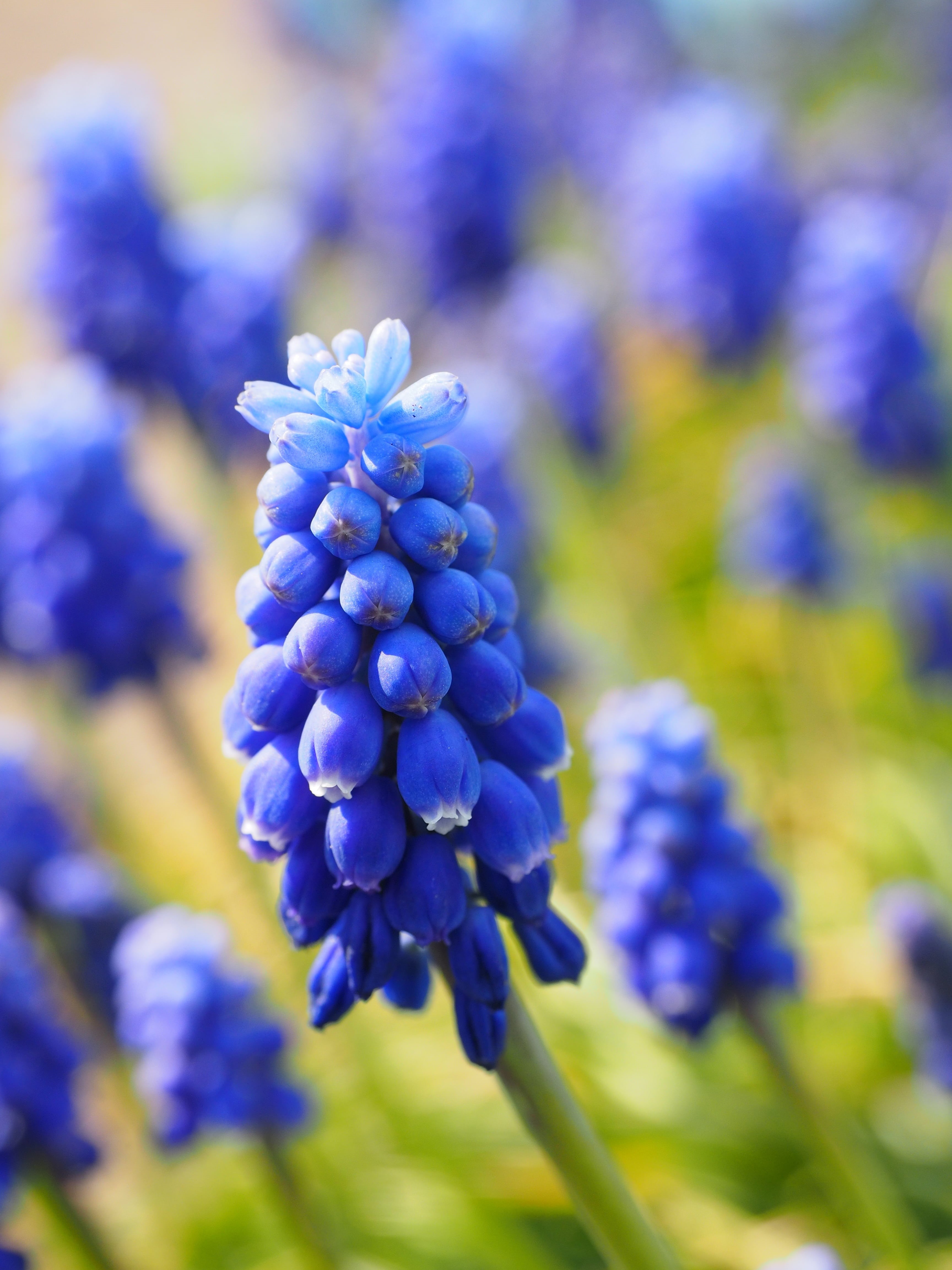 muscari neglectum, soft focus, bell, spring, bloom, muscari, garden plant, lavender, 4K, hyacinth, bright, selective focus, freshness, petal, vineyard traubenhyazinthe, Phone HD Wallpaper