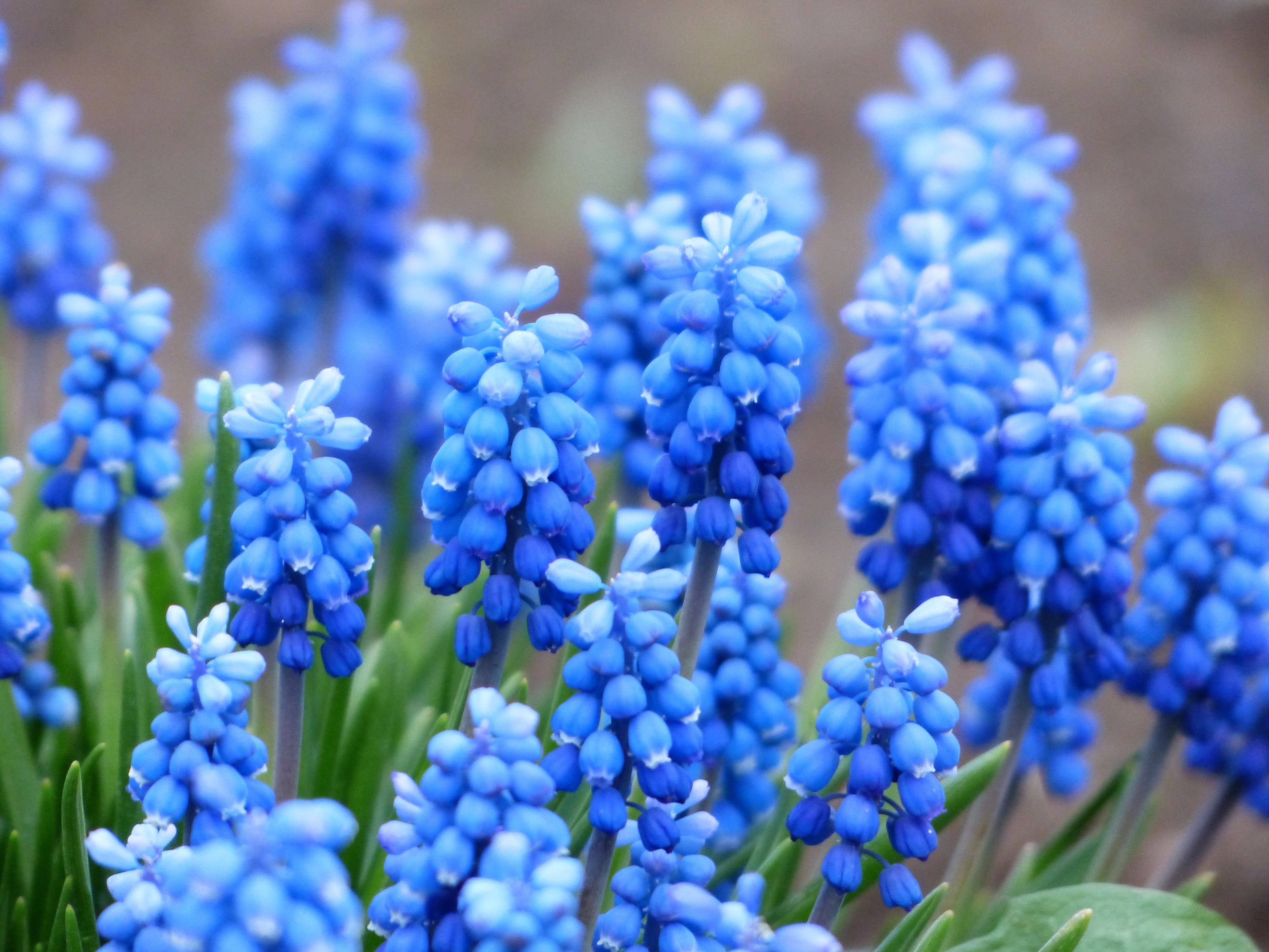 freshness, muscari racemosum, day, purple, muscari botryoides, bell, beauty in nature, asparagaceae, hyacinth, grapes, unrecognized traubenhyazinthe, springtime, HD Wallpaper